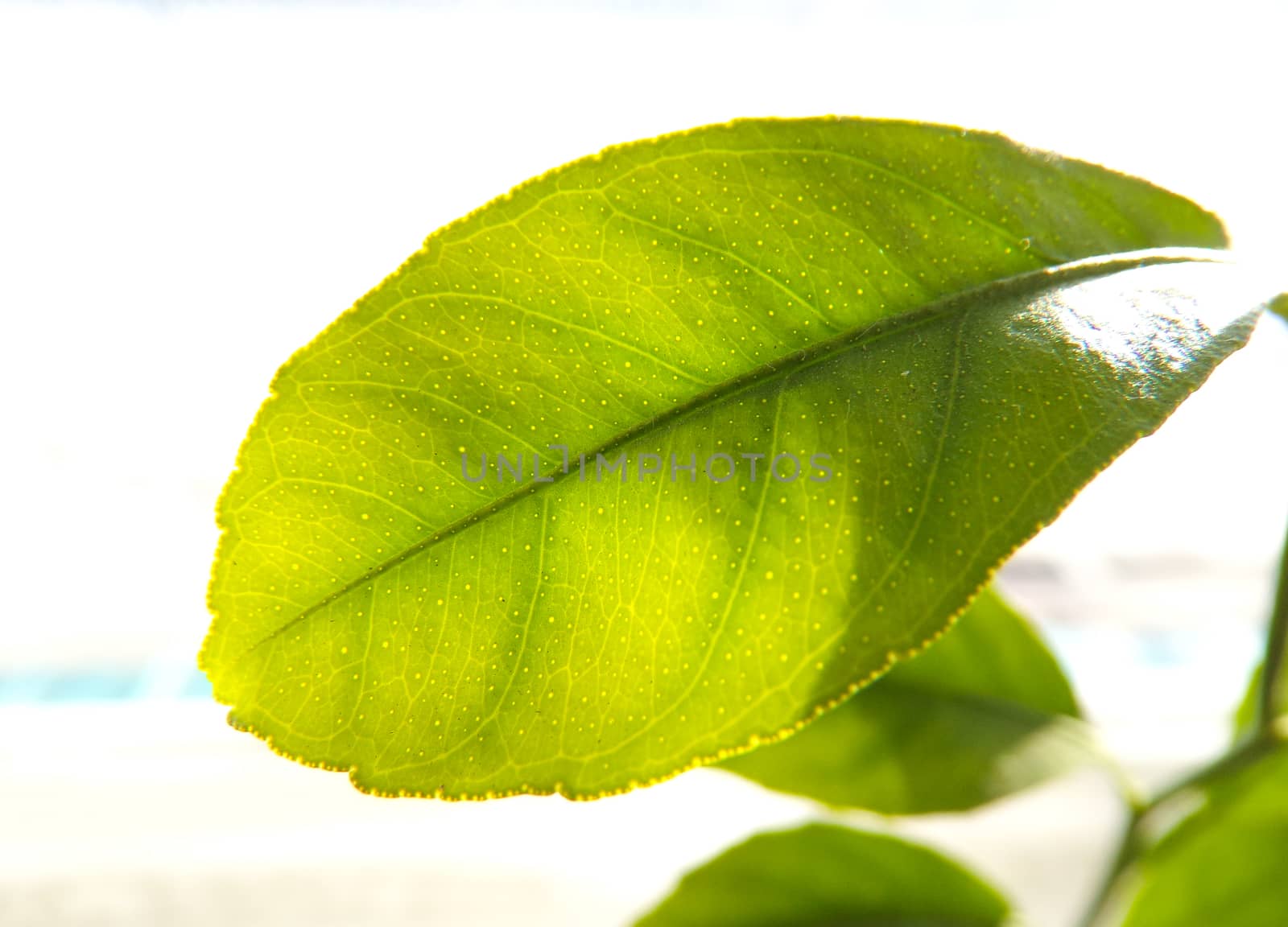 Bright young leaf of a tree sapling on a white background. Agriculture and cultivation of tree seedlings. Plant leaf close-up macro. Nature in close-up photography.