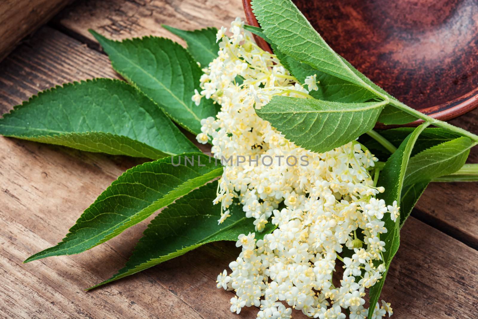 Elderberry inflorescences on a wooden table.Herbal medicine