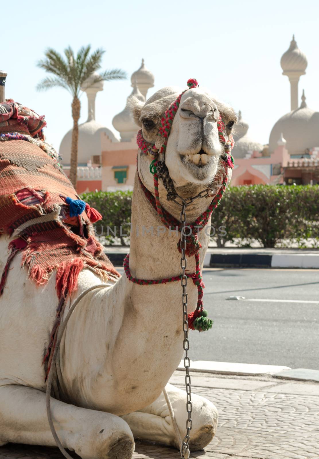 riding camel in a bright blanket on the sunny street of Sharm El Sheikh Egypt