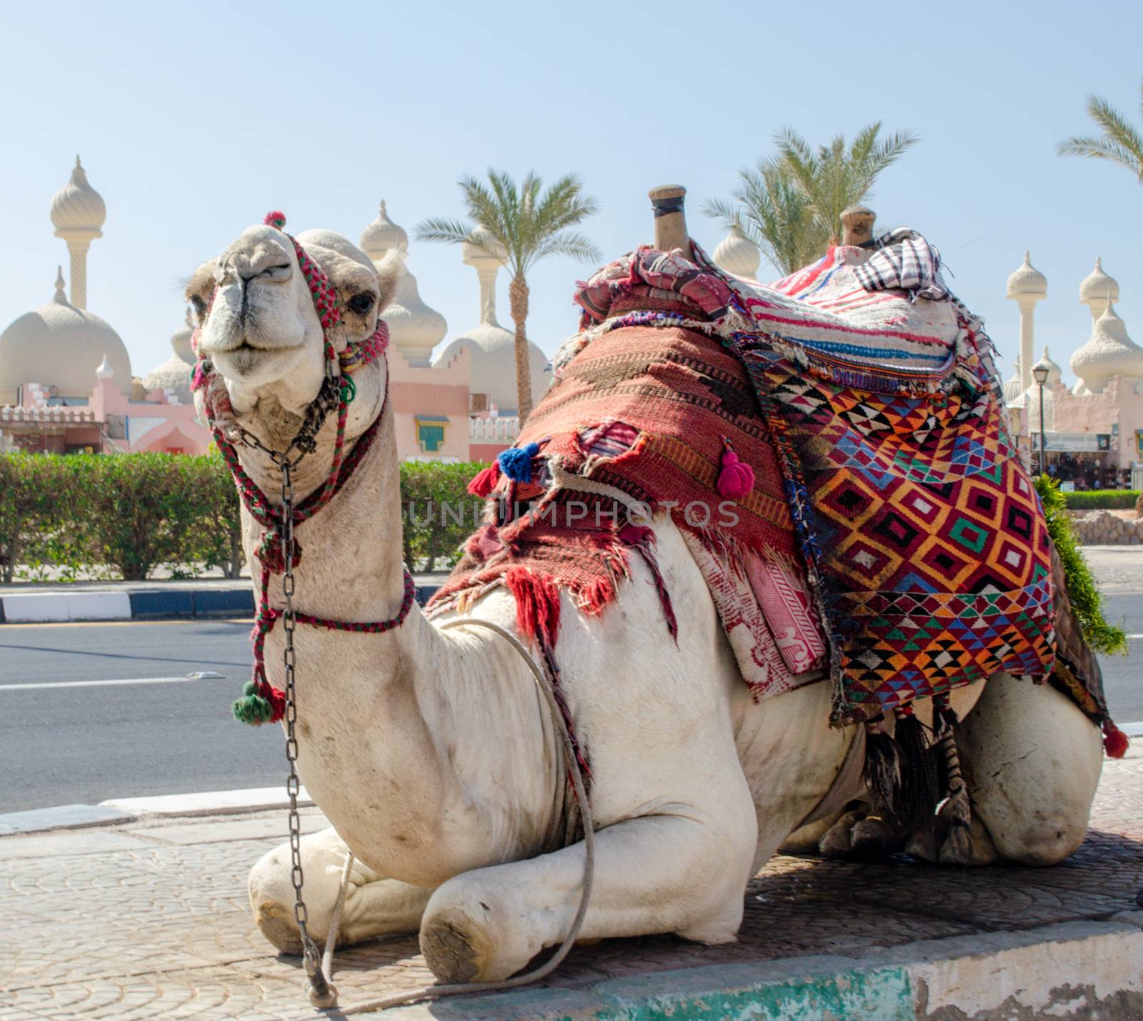 riding camel in a bright blanket on the sunny street of Sharm El Sheikh Egypt