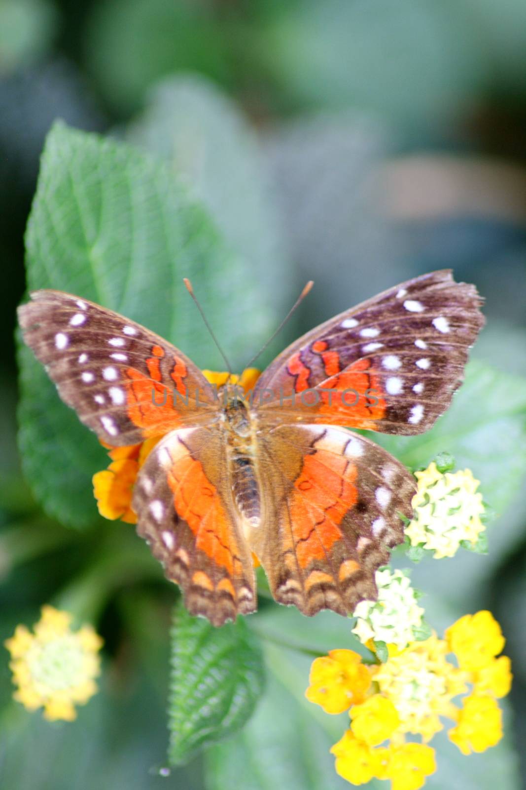 A very nice colorful butterfly