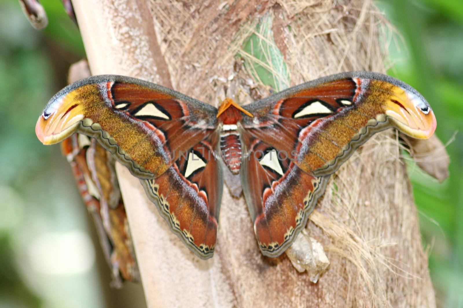 A very nice colorful butterfly