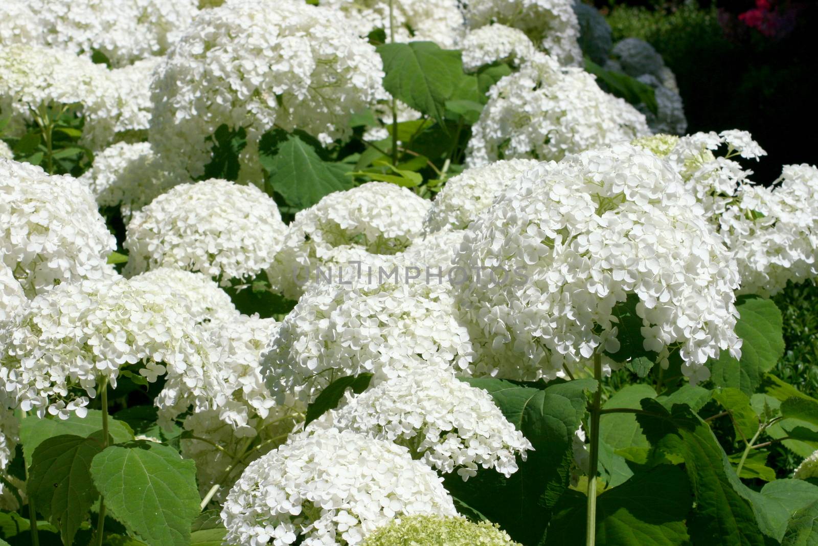 A white flowering hydrangea bush with many flowers