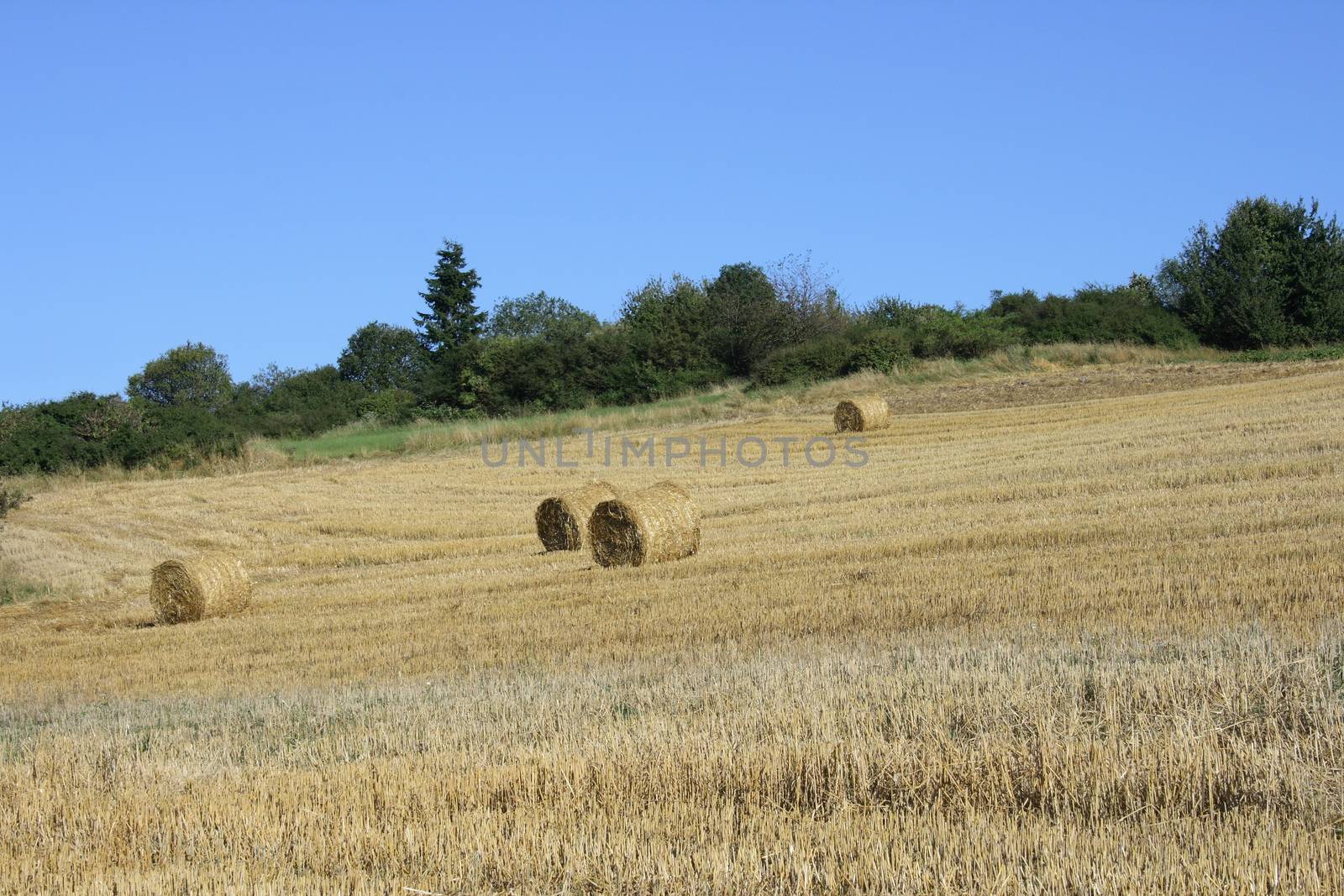 A Harvested grain field with straw rolls, forest in the background