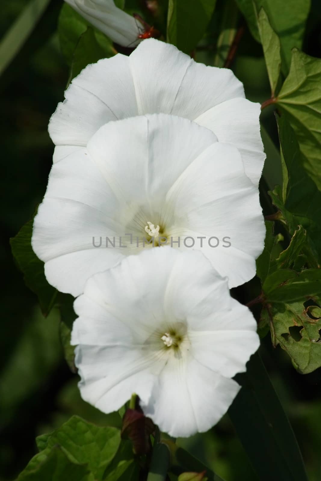Three flowers of a white field bindweed (Convolvulus arvensis)