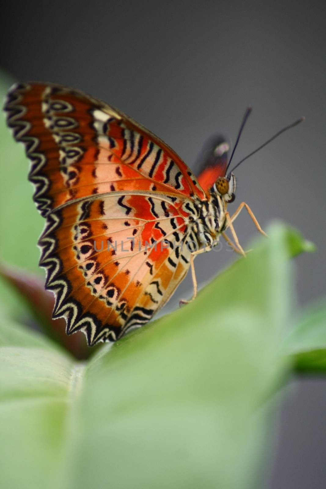 A very nice colorful butterfly