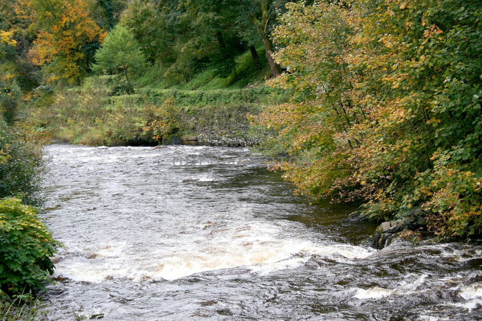 A small mountain stream with a strong current