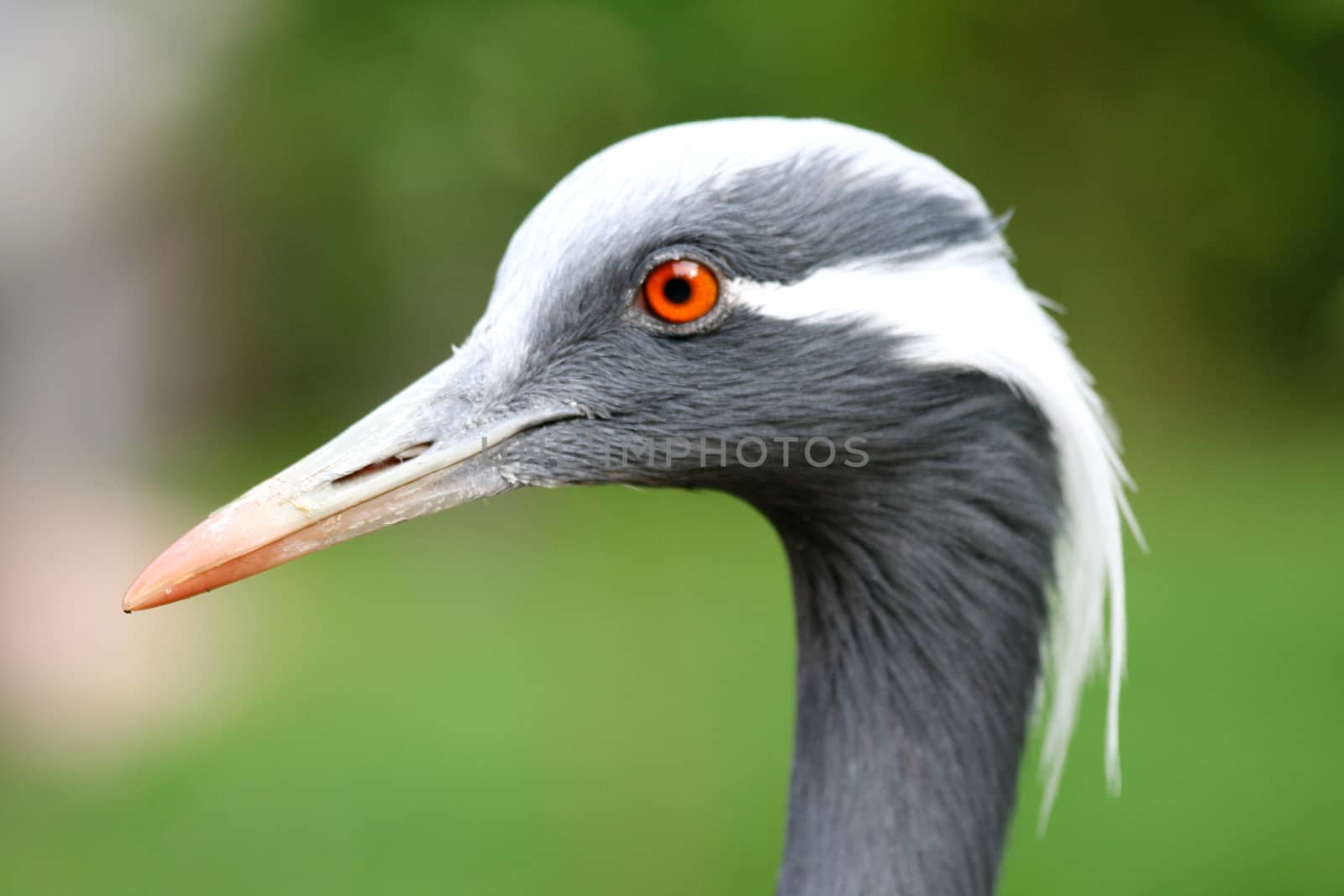 Seitenansicht von einem Jungfernkranich (Anthropoides virgo) by hadot