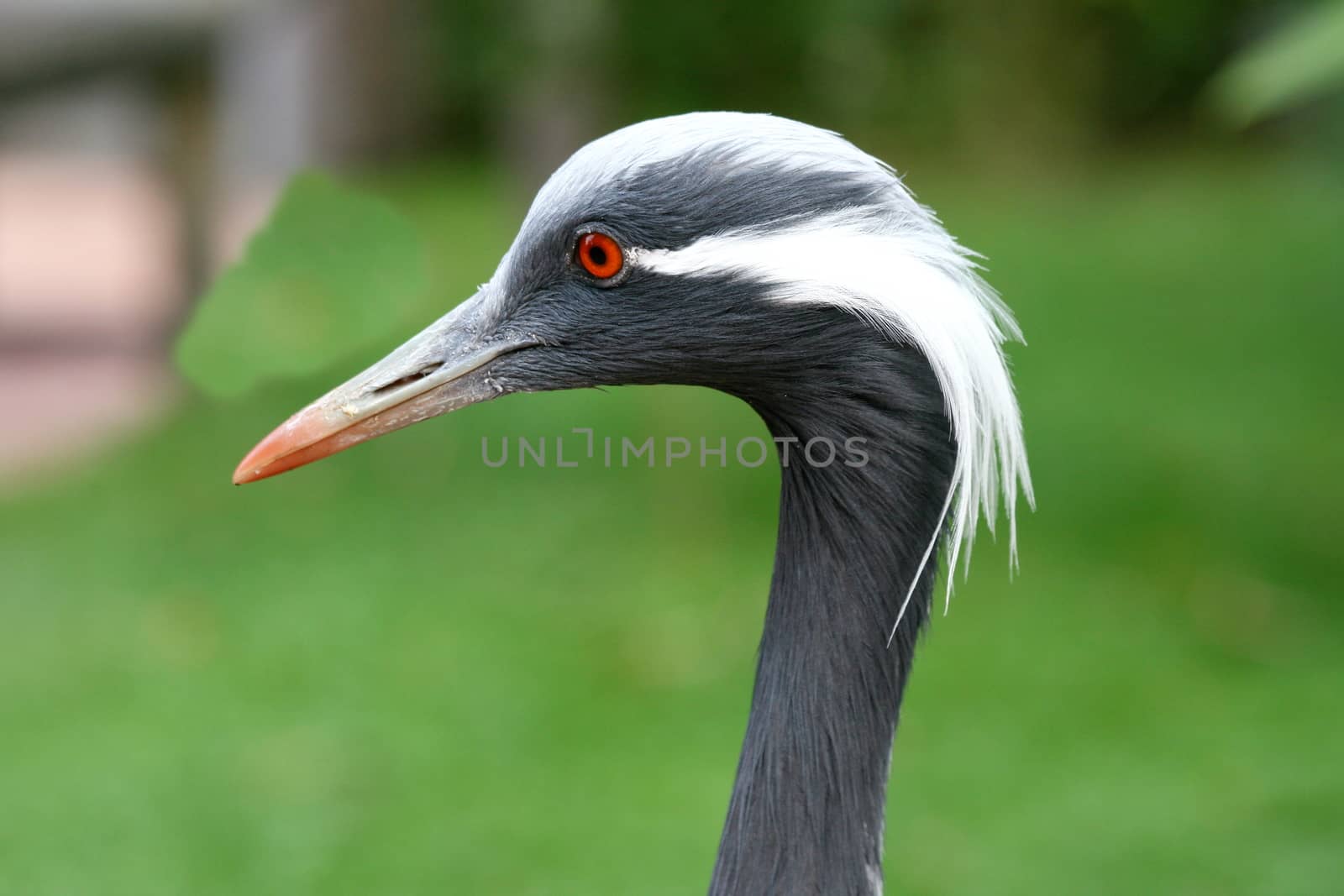 Side view of a Demoiselle Crane (Anthropoides virgo)