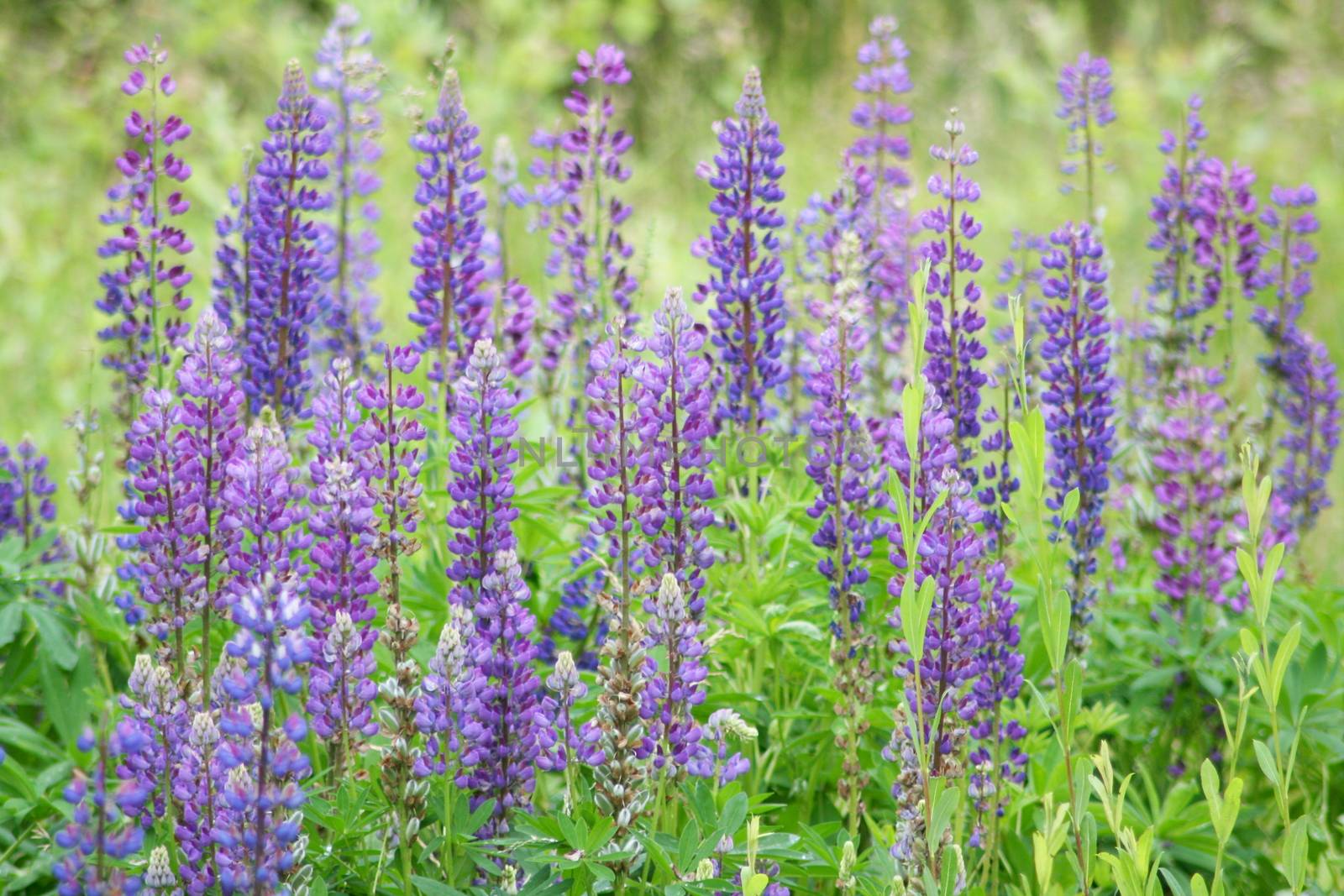 a larger number of narrow-lupine (Lupinus angustifolius)