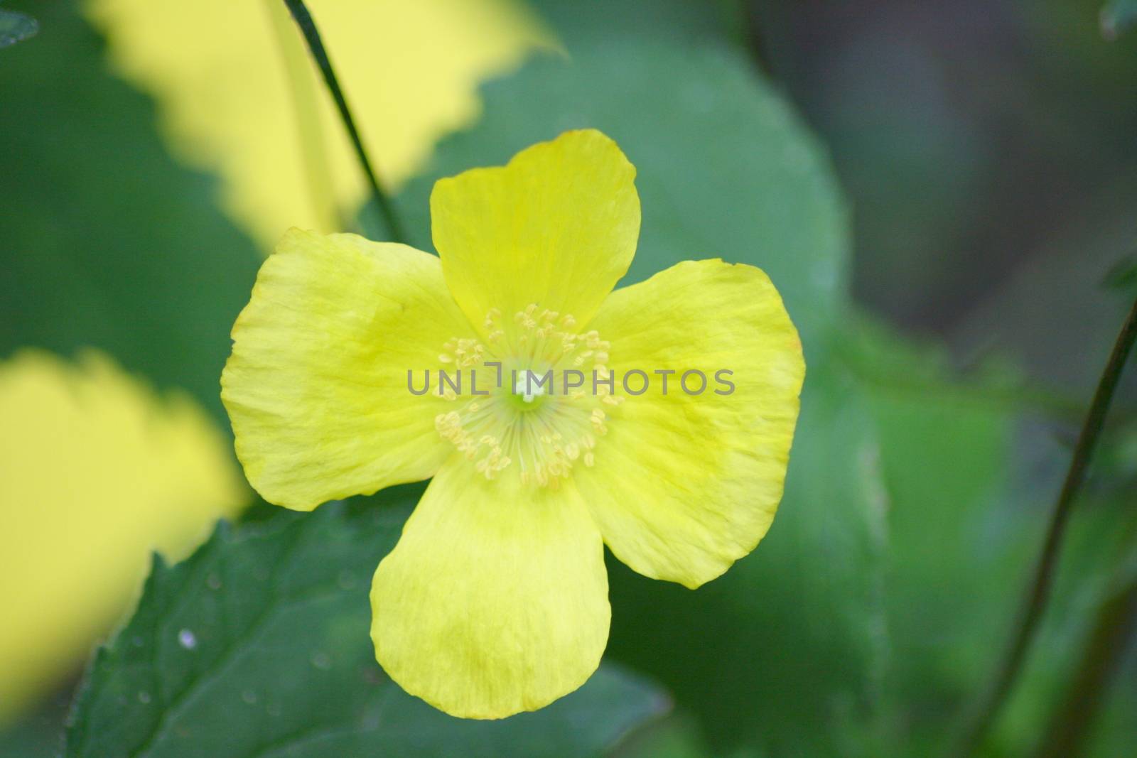 Closeup of a yellow flower blooming 