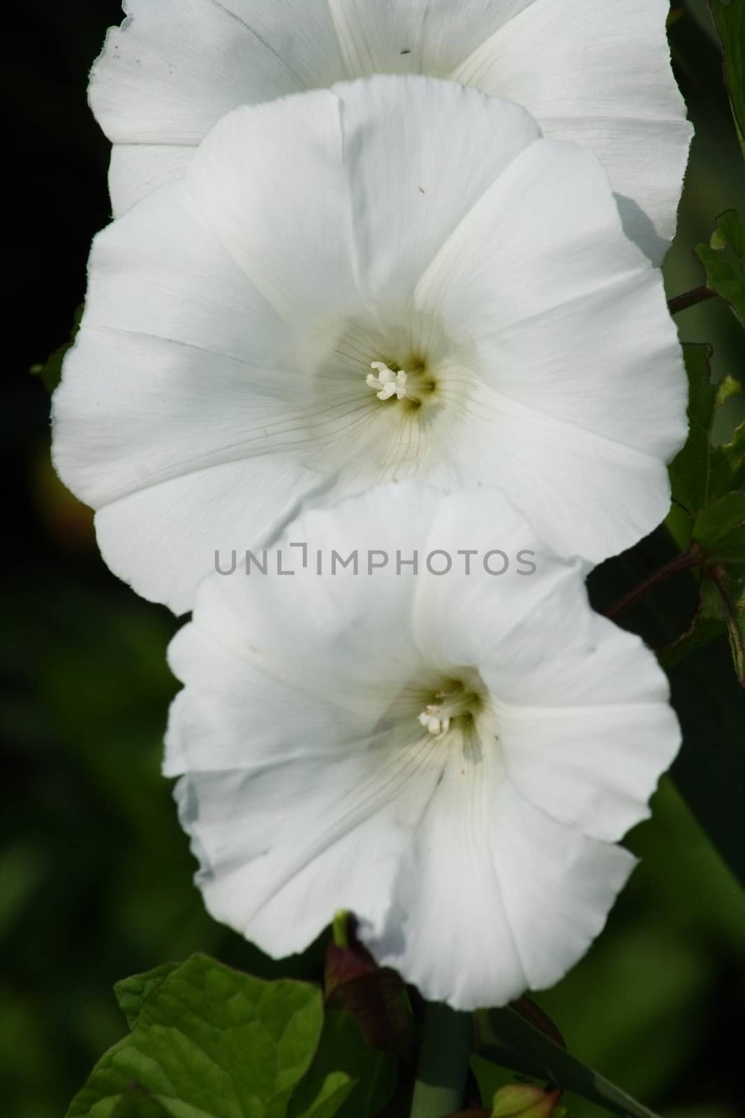 Three flowers of a white field bindweed (Convolvulus arvensis)