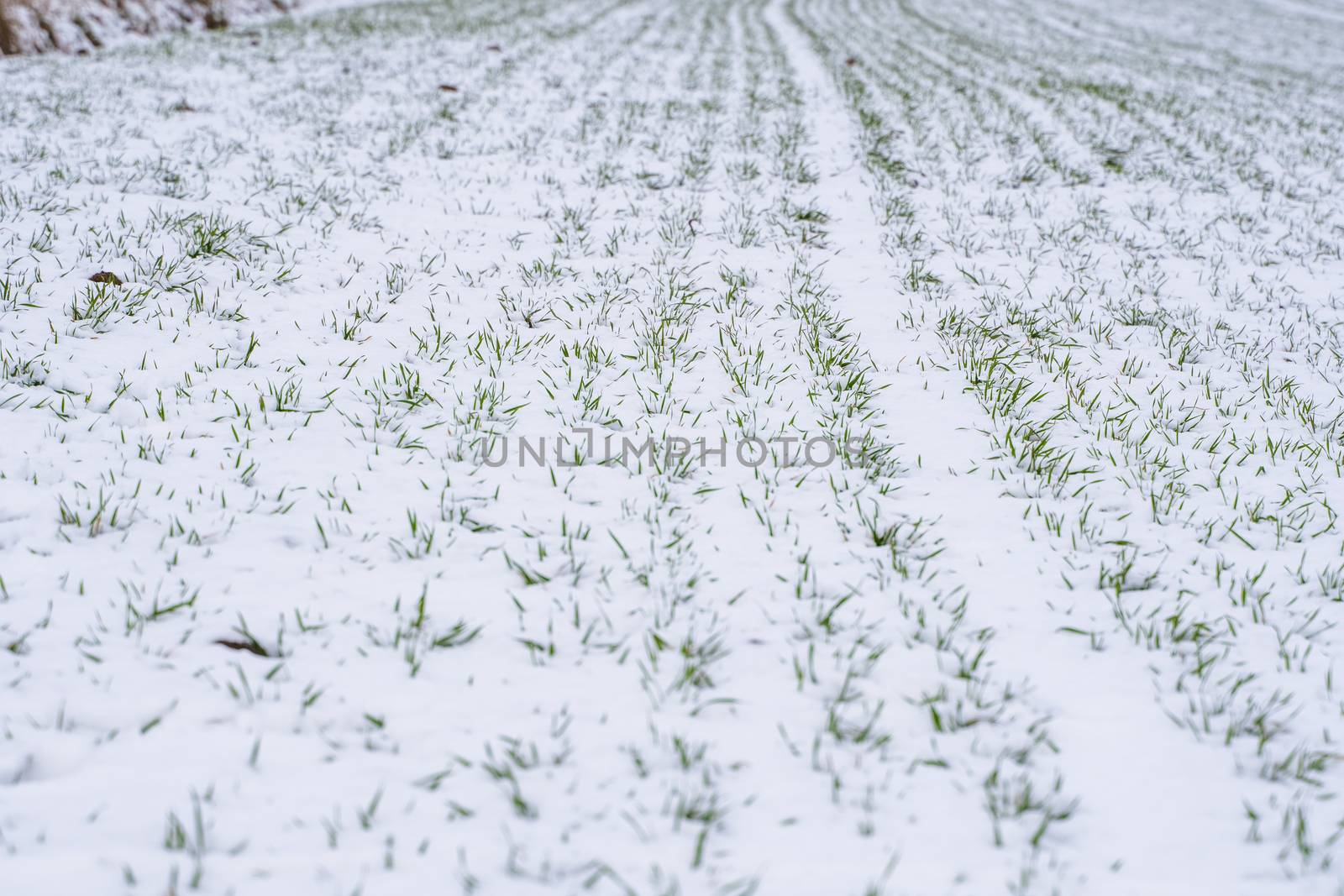 Wheat field covered with snow in winter season. Winter wheat. Green grass, lawn under the snow. Harvest in the cold. Growing grain crops for bread. Agriculture process with a crop cultures