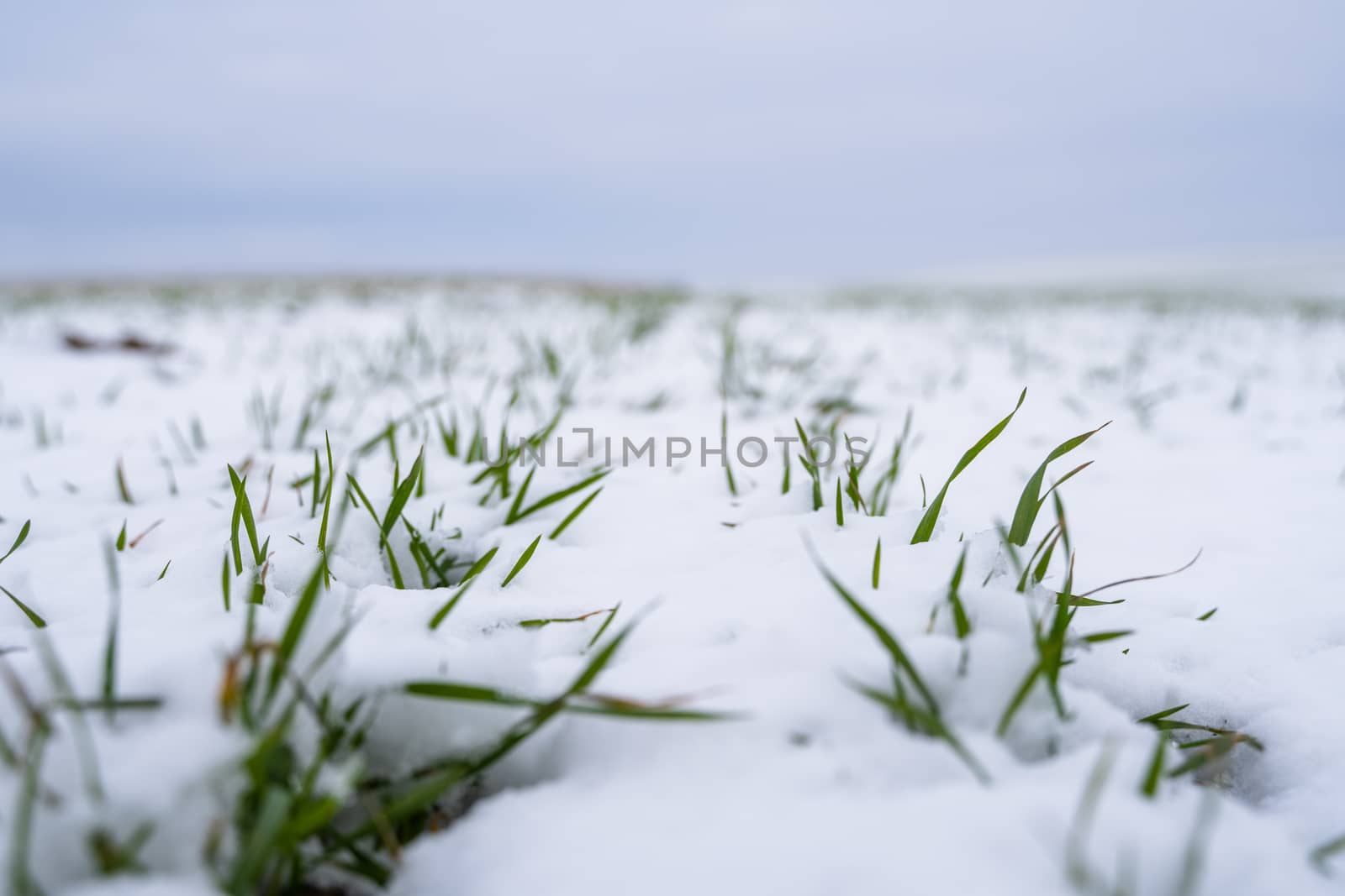 Wheat field covered with snow in winter season. Winter wheat. Green grass, lawn under the snow. Harvest in the cold. Growing grain crops for bread. Agriculture process with a crop cultures