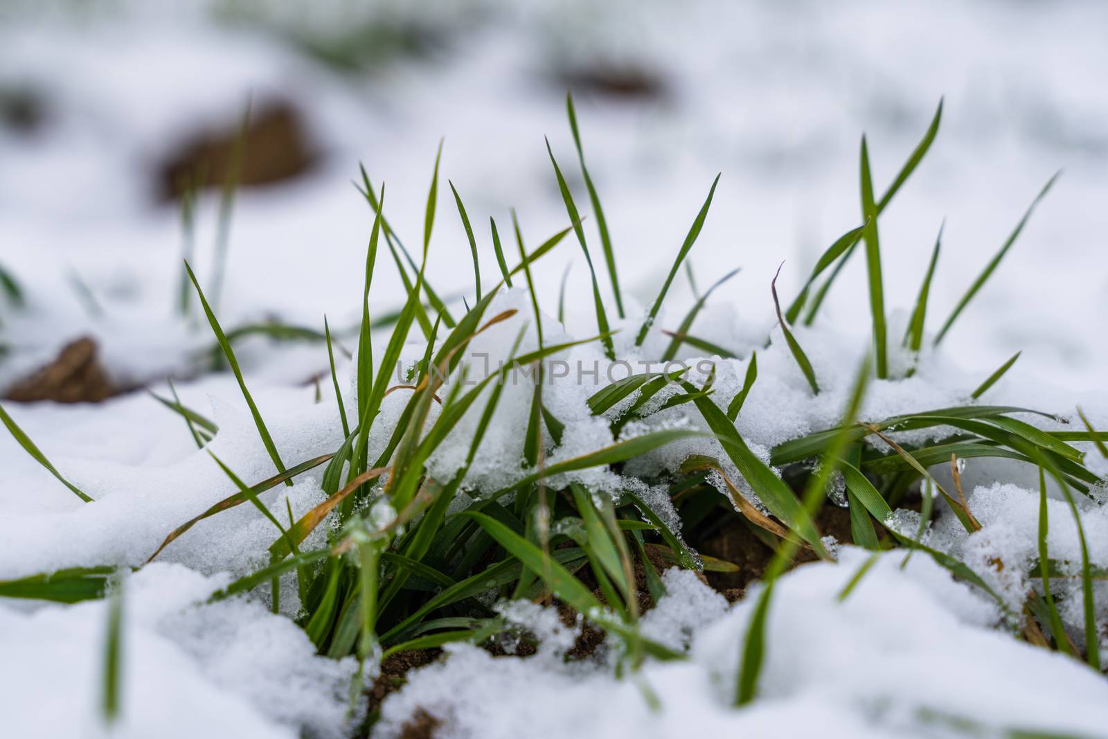 Wheat field covered with snow in winter season. Winter wheat. Green grass, lawn under the snow. Harvest in the cold. Growing grain crops for bread. Agriculture process with a crop cultures