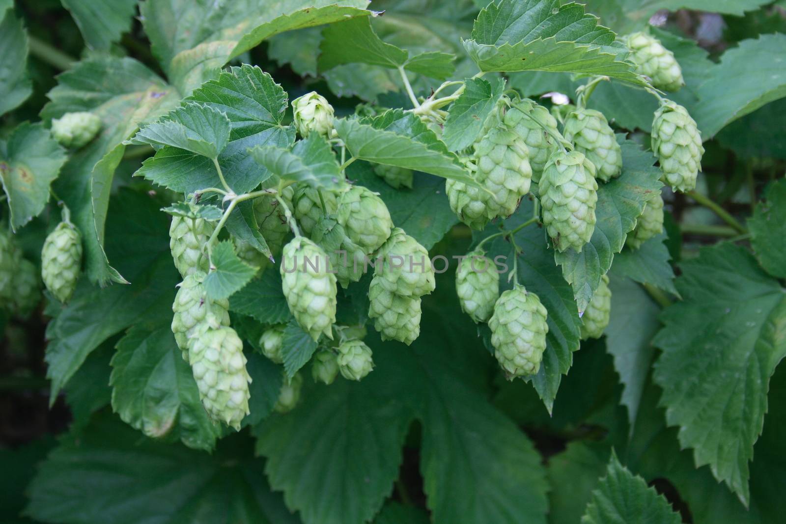 The umbels of a hop plant (Humulus)