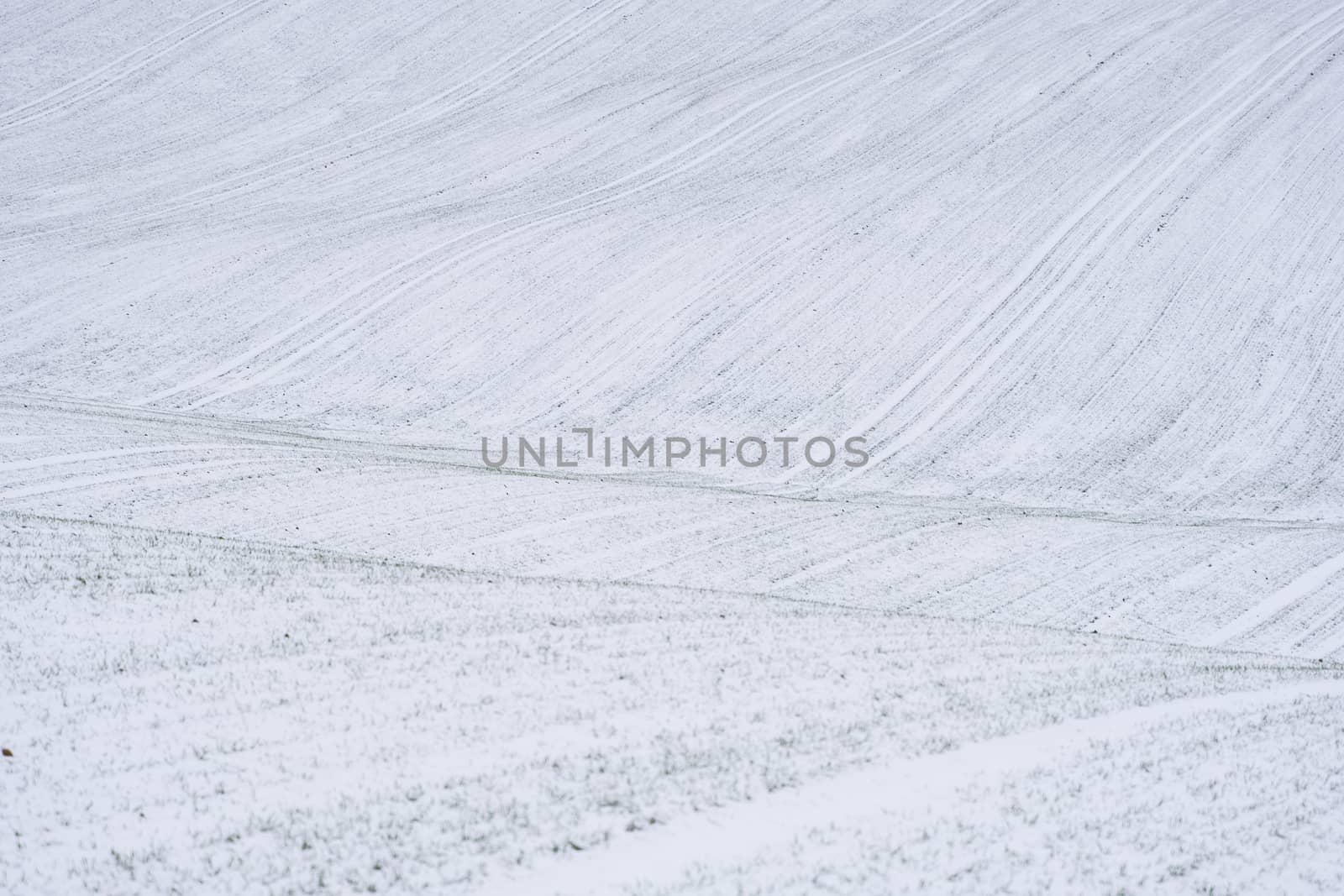 Wheat field covered with snow in winter season. Winter wheat. Green grass, lawn under the snow. Harvest in the cold. Growing grain crops for bread. Agriculture process with a crop cultures