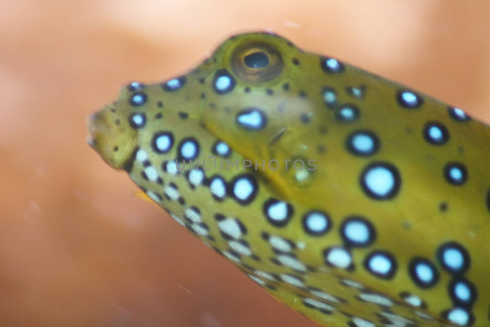 brown yellow boxfish (Ostracion cubicus) by hadot