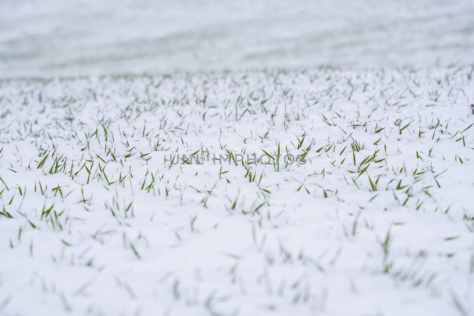 Wheat field covered with snow in winter season. Winter wheat. Green grass, lawn under the snow. Harvest in the cold. Growing grain crops for bread. Agriculture process with a crop cultures. by vovsht