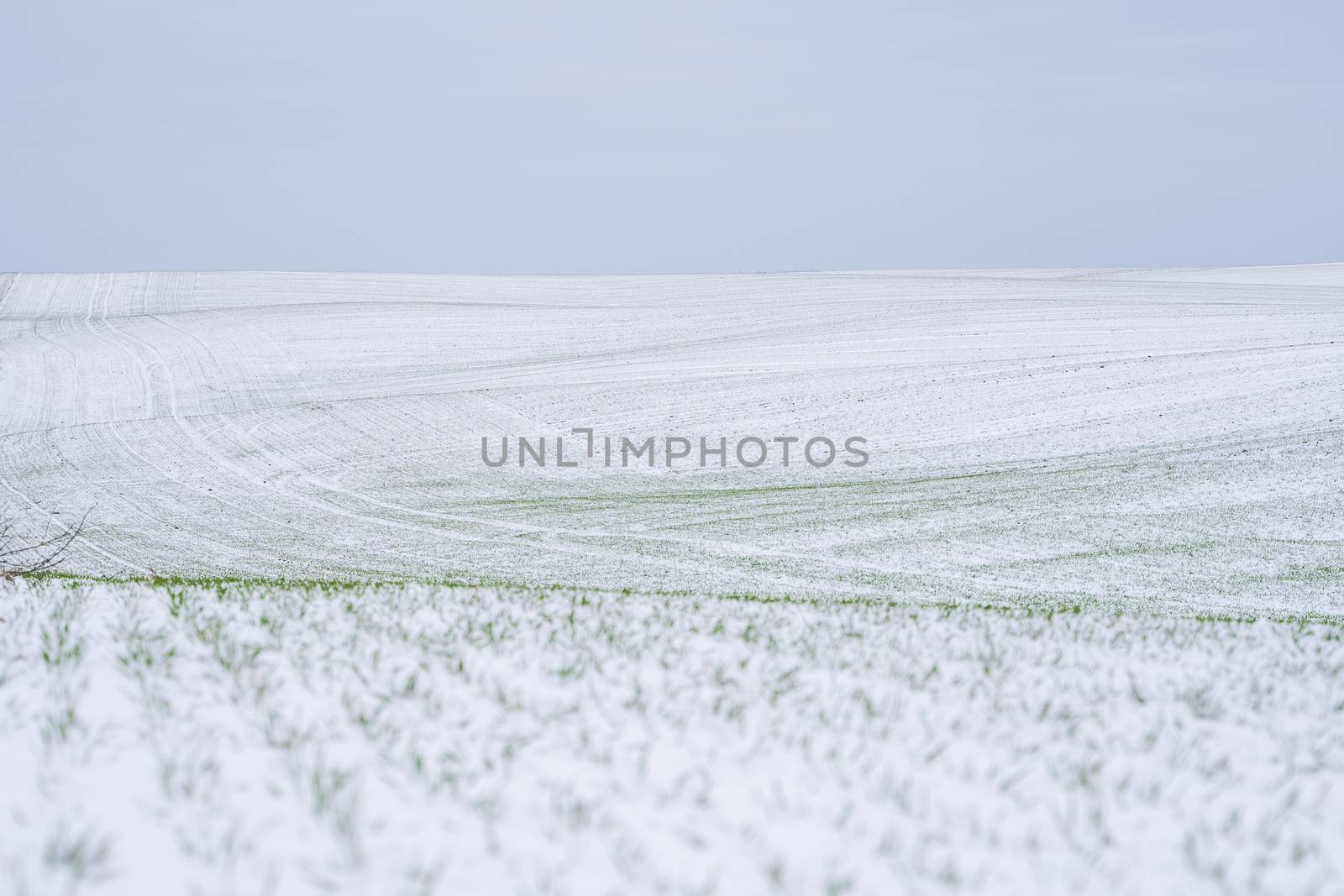 Wheat field covered with snow in winter season. Winter wheat. Green grass, lawn under the snow. Harvest in the cold. Growing grain crops for bread. Agriculture process with a crop cultures