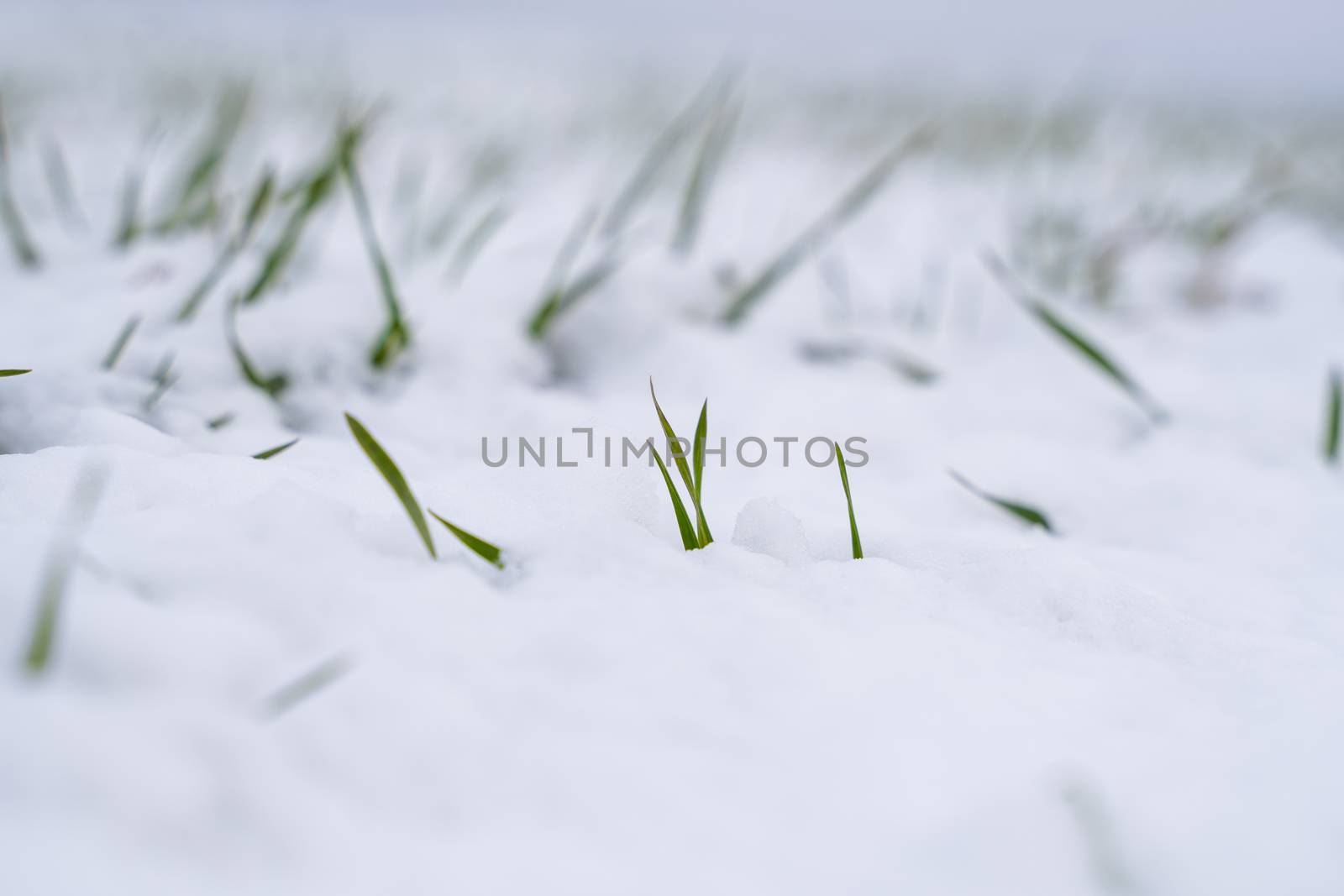 Wheat field covered with snow in winter season. Winter wheat. Green grass, lawn under the snow. Harvest in the cold. Growing grain crops for bread. Agriculture process with a crop cultures