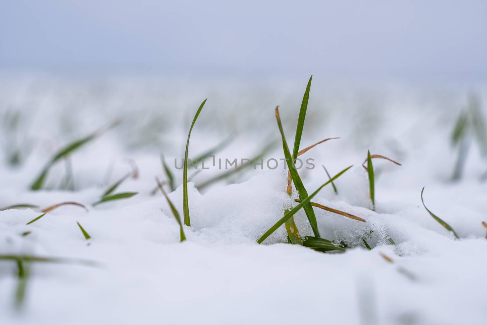Wheat field covered with snow in winter season. Winter wheat. Green grass, lawn under the snow. Harvest in the cold. Growing grain crops for bread. Agriculture process with a crop cultures. by vovsht