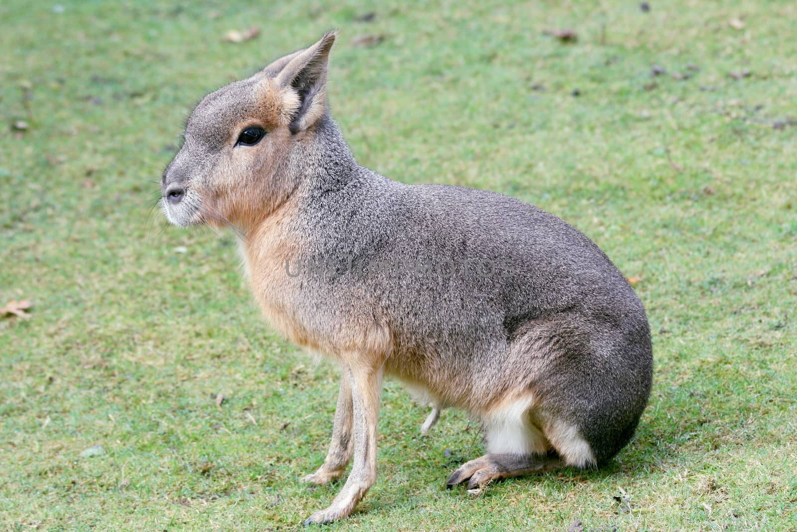 The Great Pampashase or Great Mara (Dolichotis patagonum) is a rodent species living in Argentina