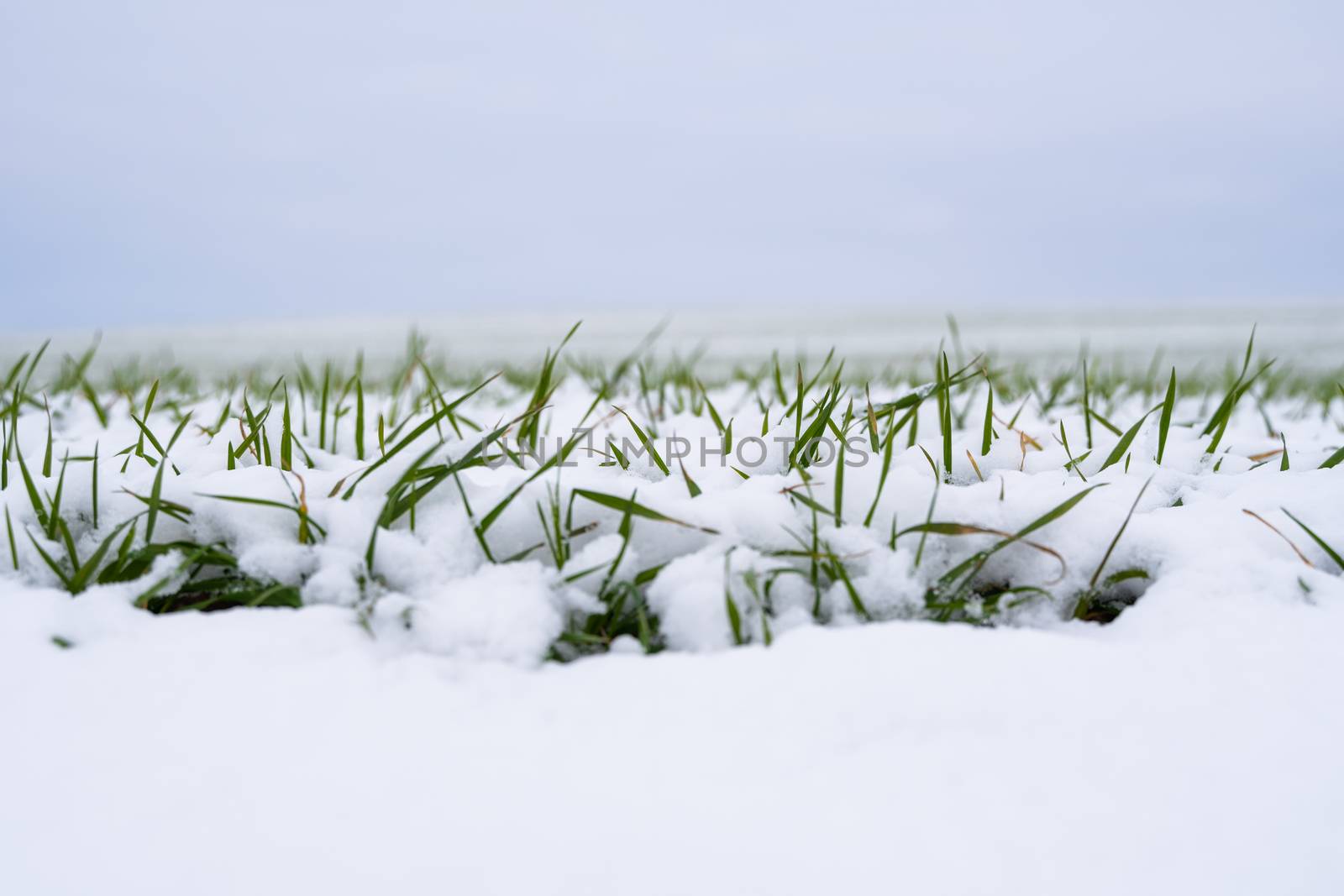 Wheat field covered with snow in winter season. Winter wheat. Green grass, lawn under the snow. Harvest in the cold. Growing grain crops for bread. Agriculture process with a crop cultures