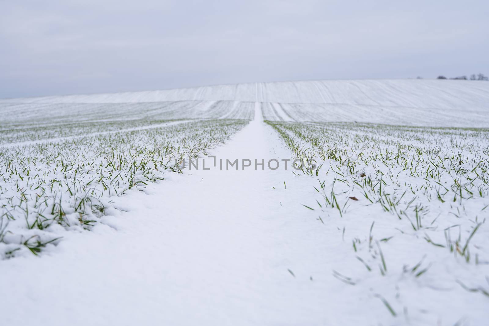 Wheat field covered with snow in winter season. Winter wheat. Green grass, lawn under the snow. Harvest in the cold. Growing grain crops for bread. Agriculture process with a crop cultures. by vovsht
