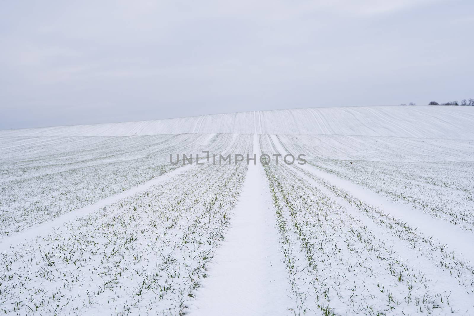 Wheat field covered with snow in winter season. Winter wheat. Green grass, lawn under the snow. Harvest in the cold. Growing grain crops for bread. Agriculture process with a crop cultures. by vovsht