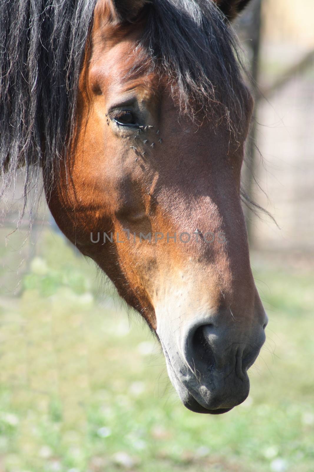 View details of a brown horse