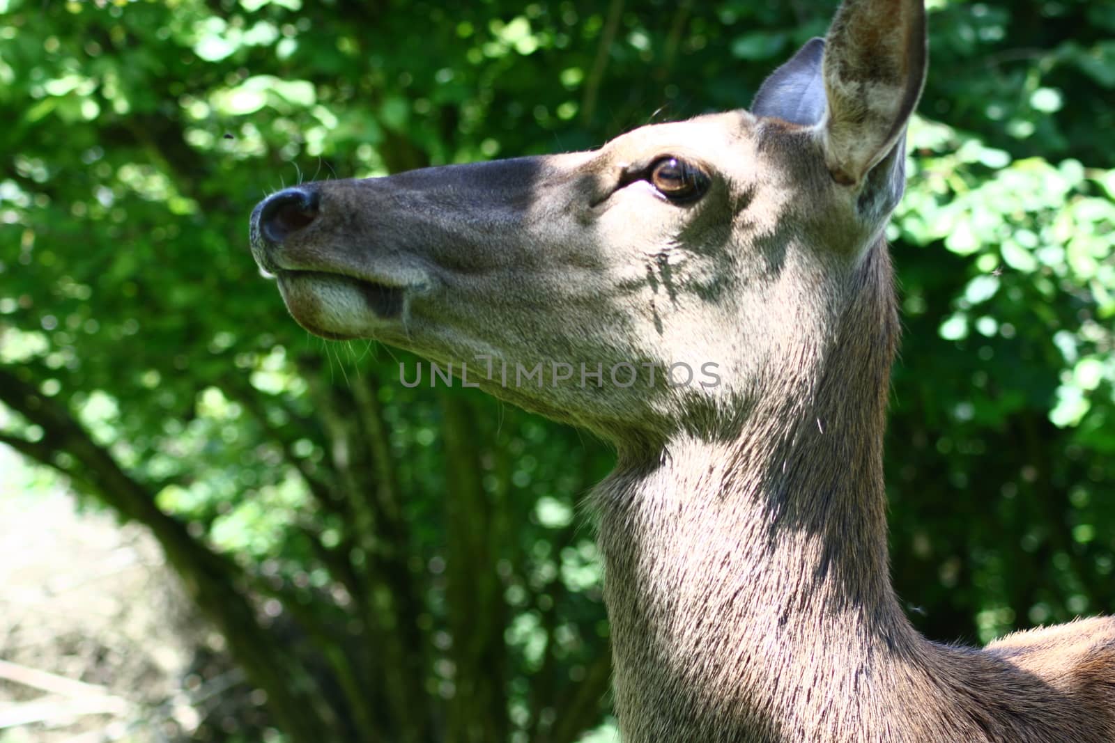 Portrait shot of a female elk (Cervus canadensis)s)