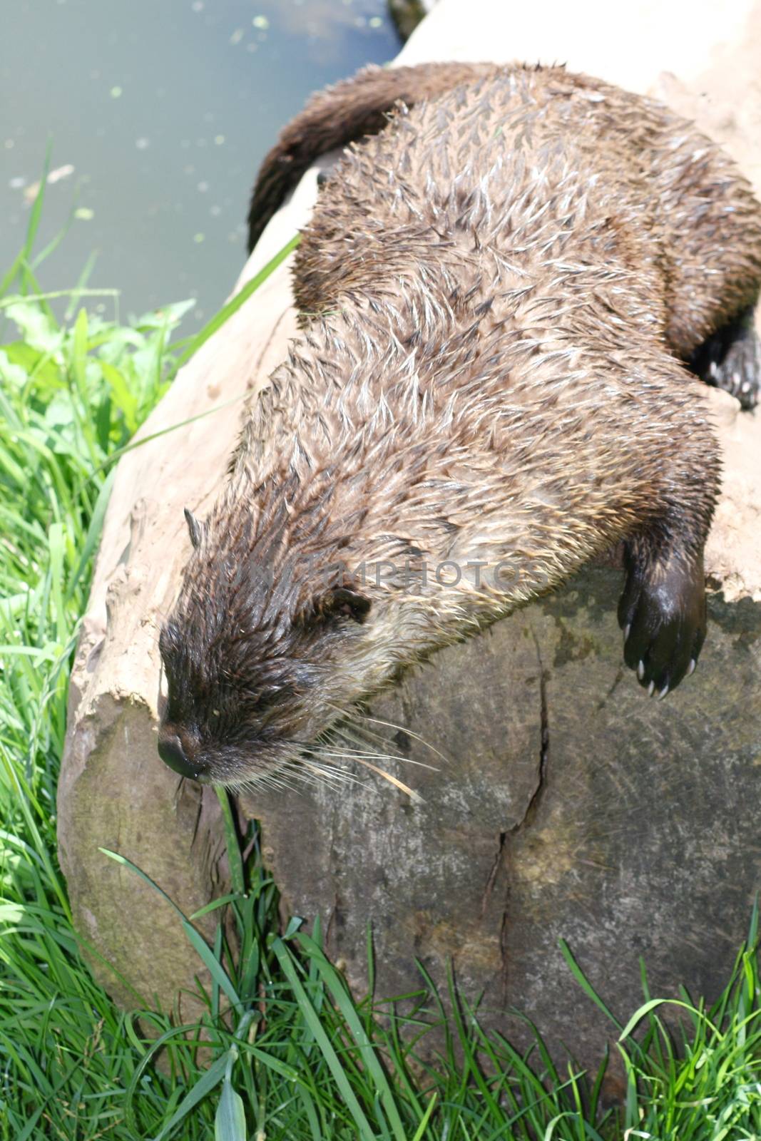 an otter sitting on a tree trunk