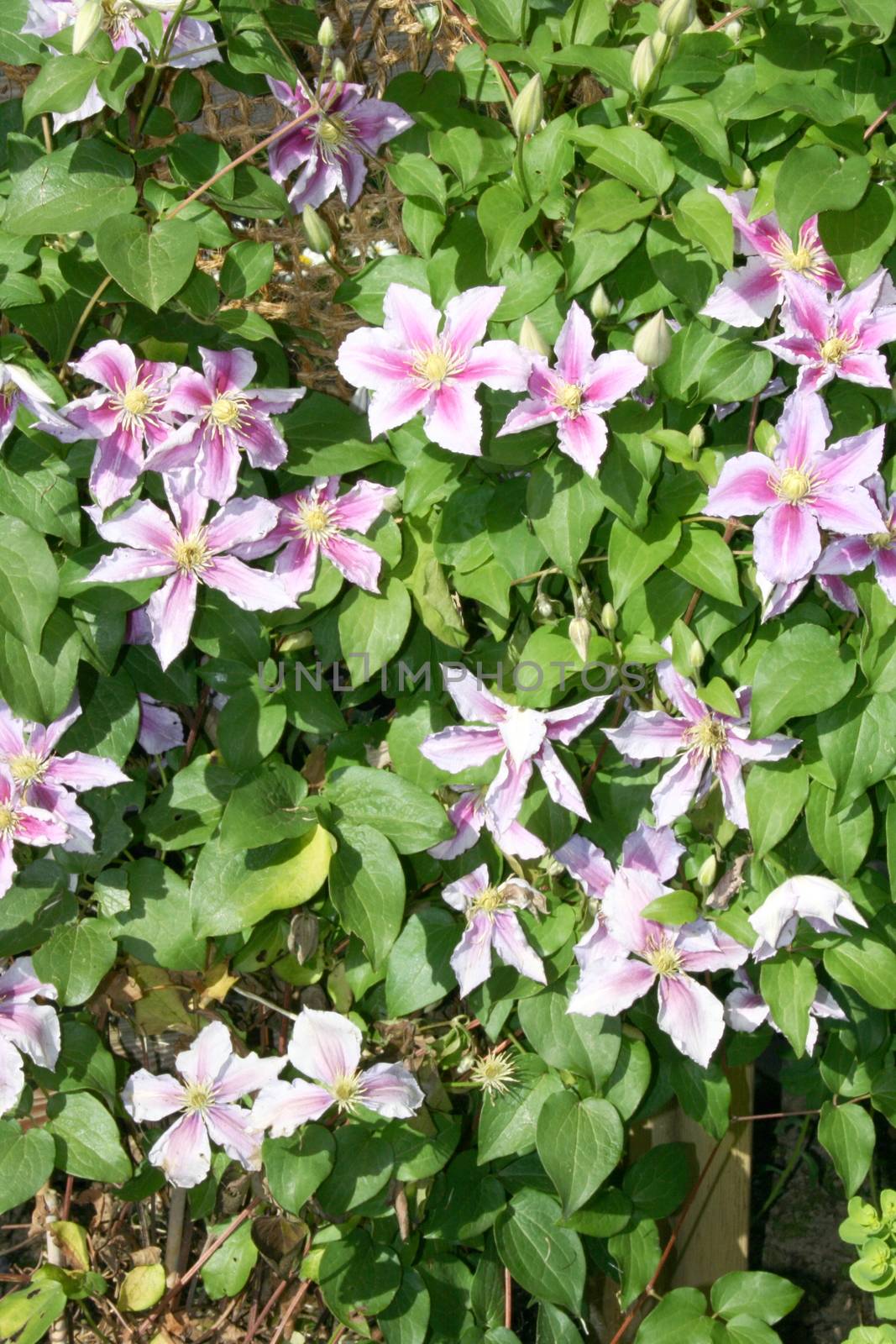 Closeup of a pink flowering clematis (Clematis)