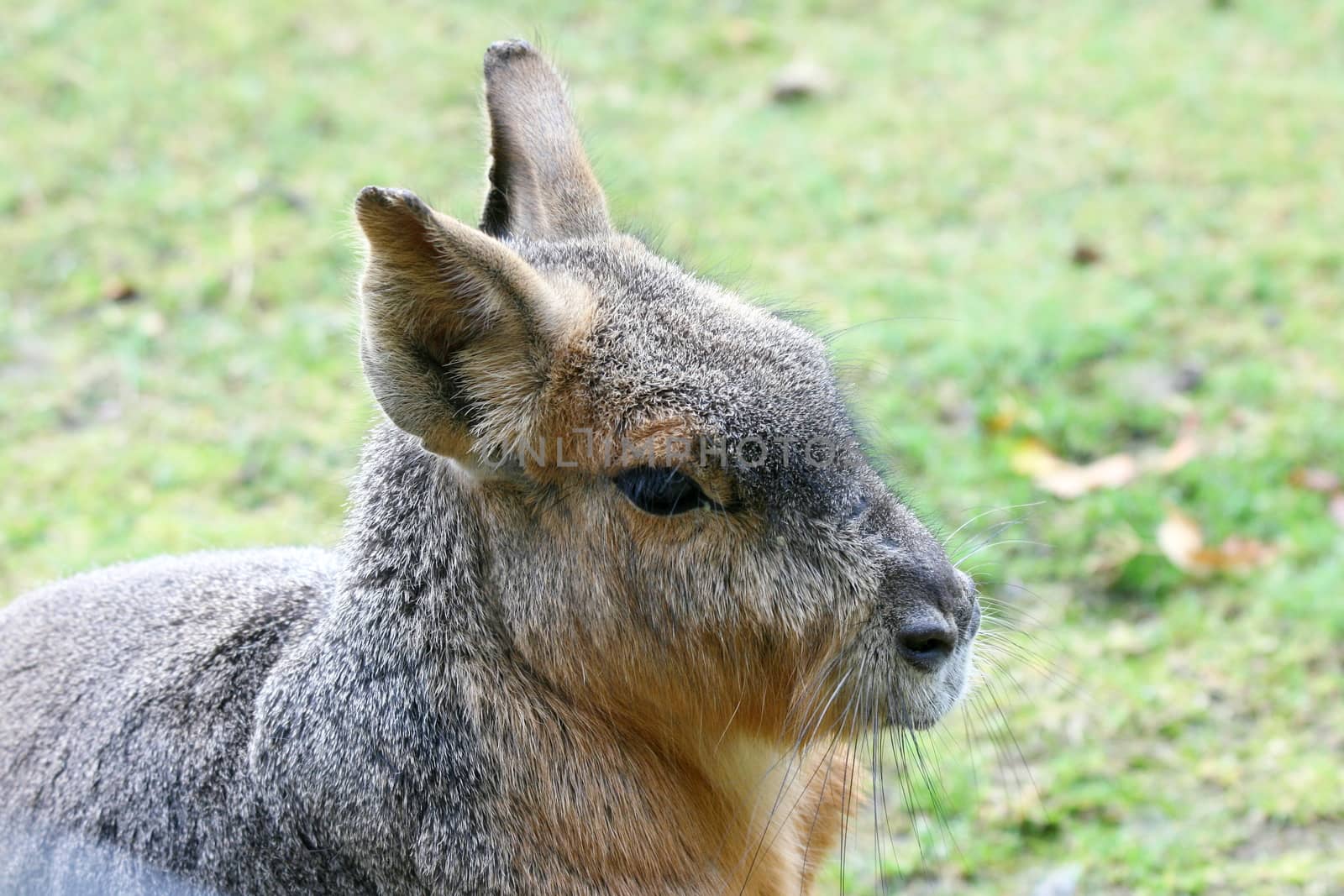 The Great Pampashase or Great Mara (Dolichotis patagonum) is a rodent species living in Argentina