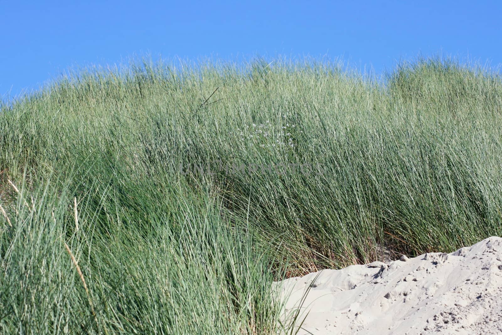 A dune, covered with beach grass