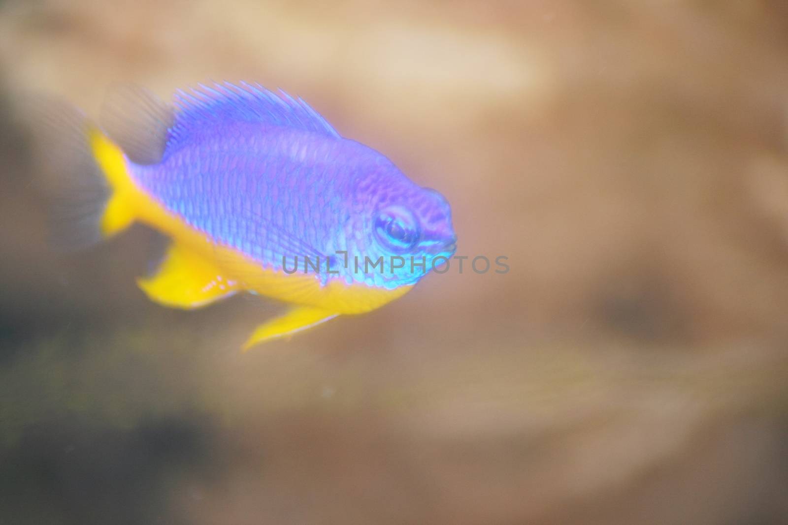 neon Damselfish (Pomacentrus coelestis) by hadot