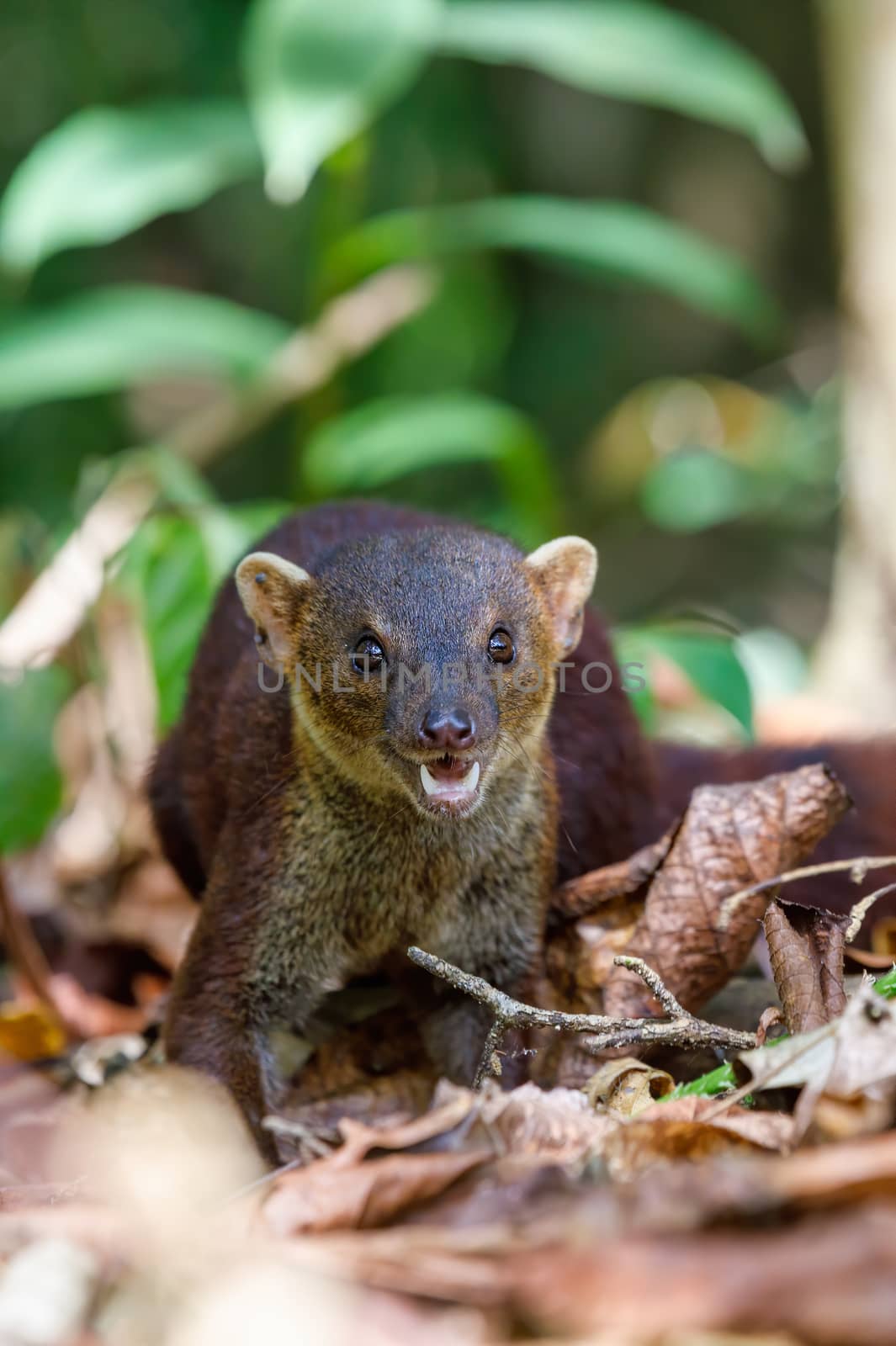 Ring-tailed mongoose, Galidia elegans, carnivoran native to Madagascar. Farankaraina. Madagascar Africa Wildlife and wilderness