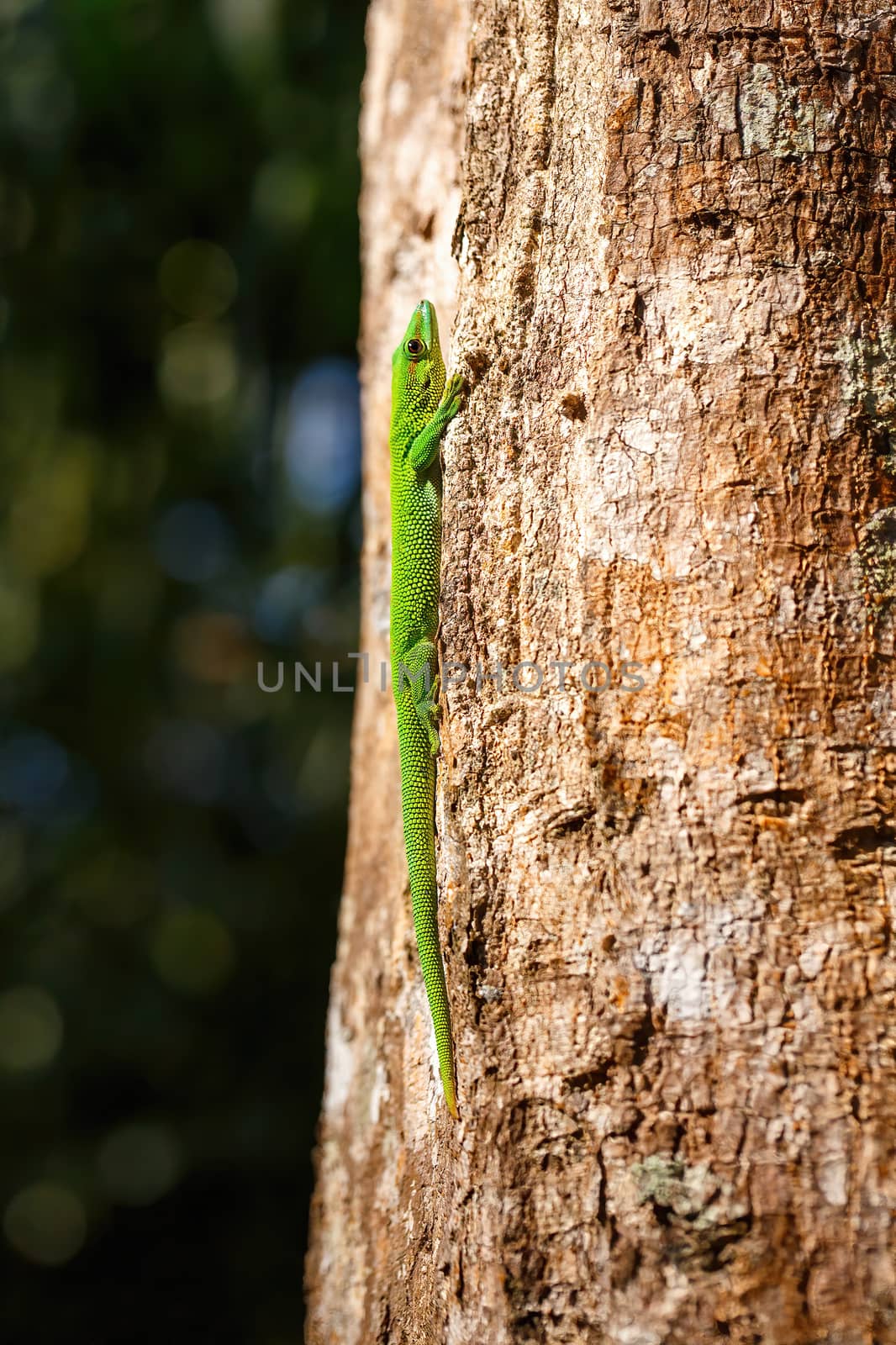 beautiful green Gecko Phelsuma, Phelsuma madagascariensis, basking in the sun, Farankaraina Tropical Park, Africa Madagascar wildlife and wilderness