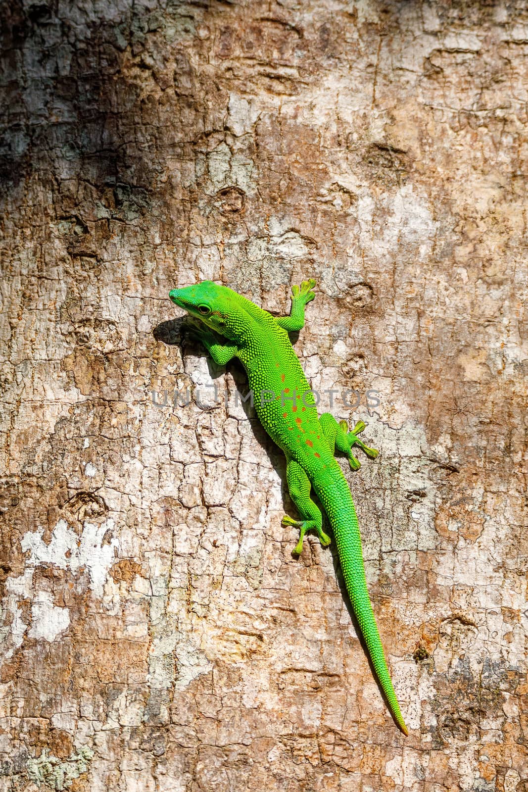 beautiful green Gecko Phelsuma, Phelsuma madagascariensis, basking in the sun, Farankaraina Tropical Park, Africa Madagascar wildlife and wilderness