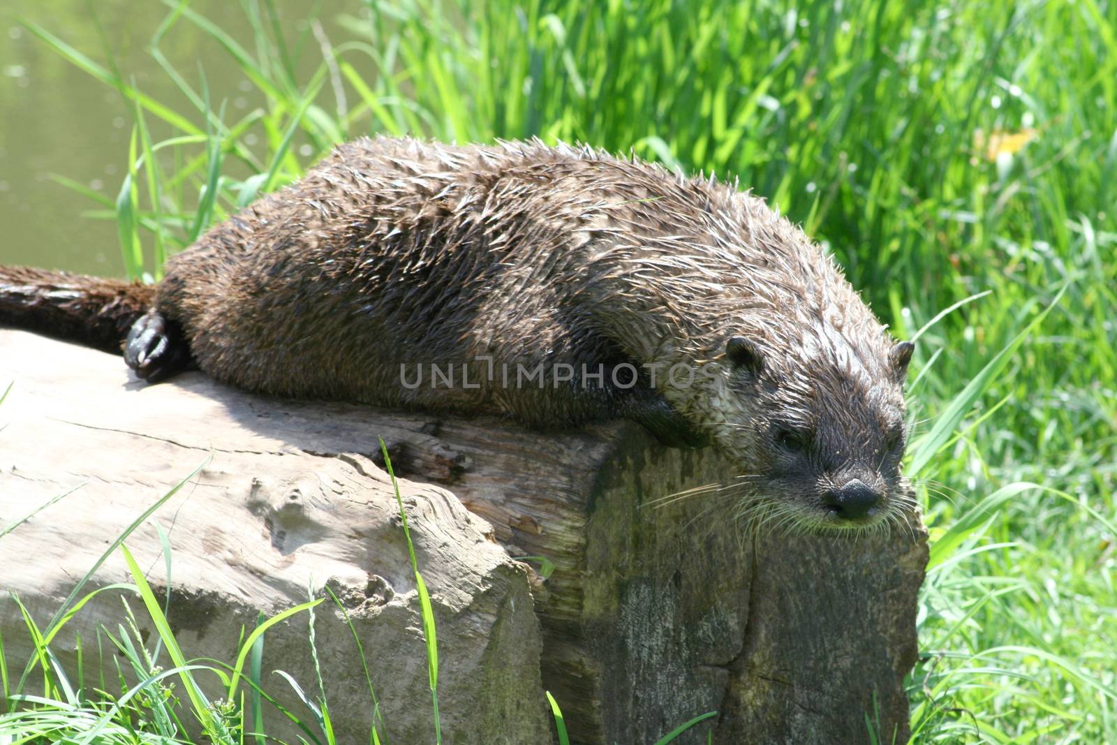 an otter in the grass looking for food 