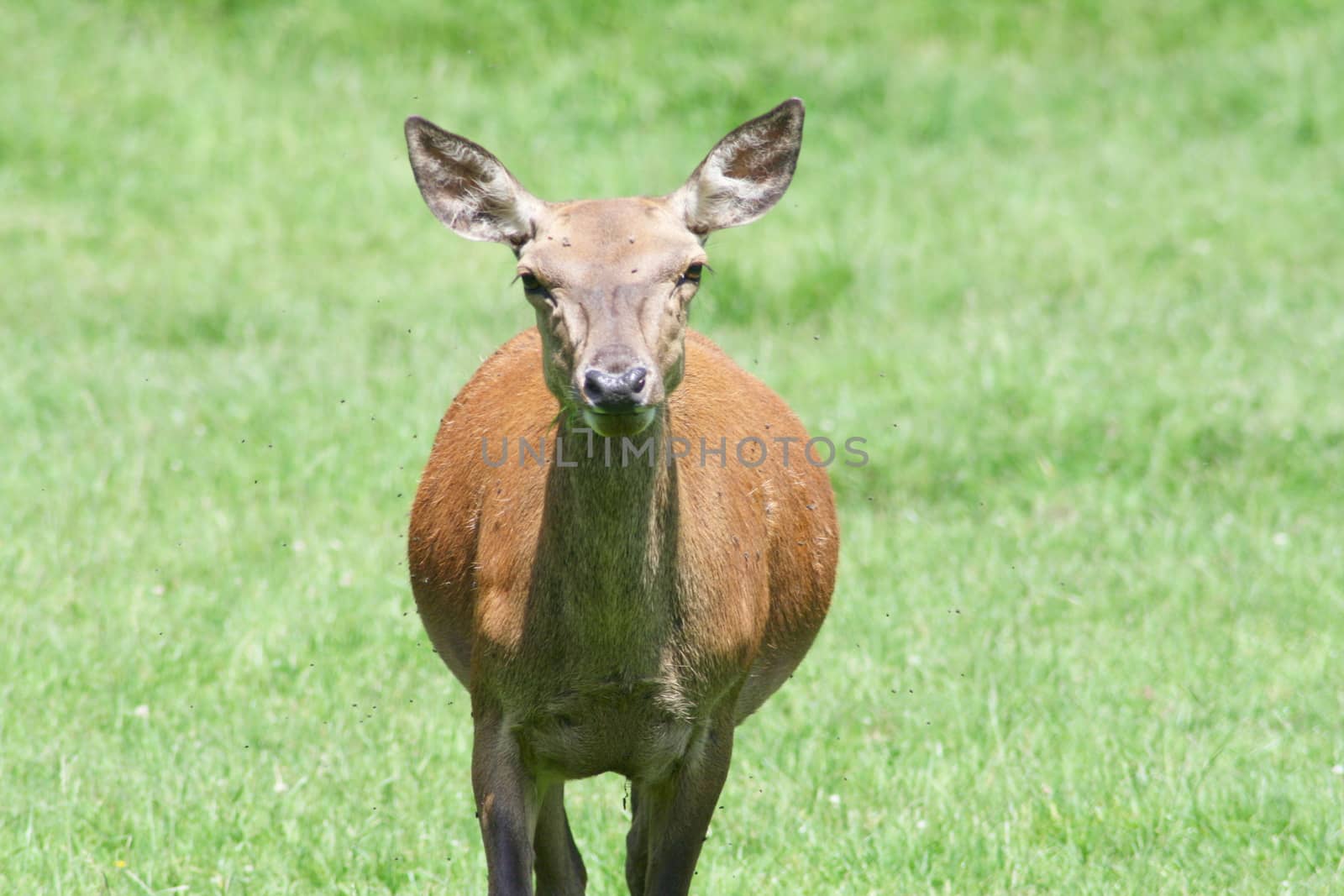 red deer by hadot
