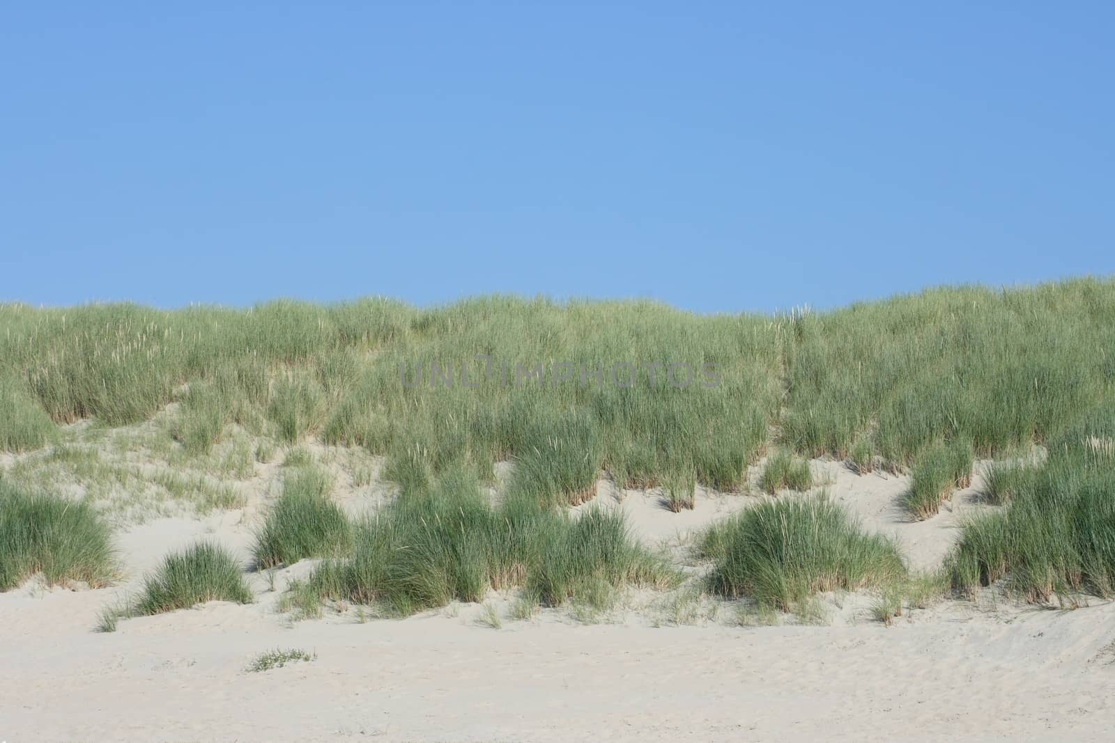 Dunes along the North Sea coast in Belgium 