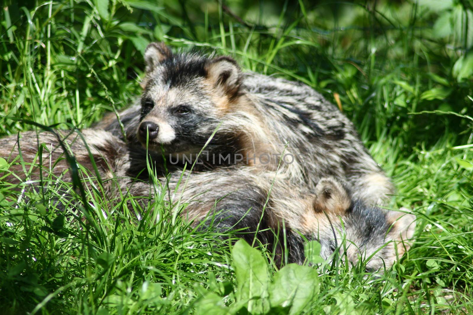 A young arctic fox enjoys the sun heat