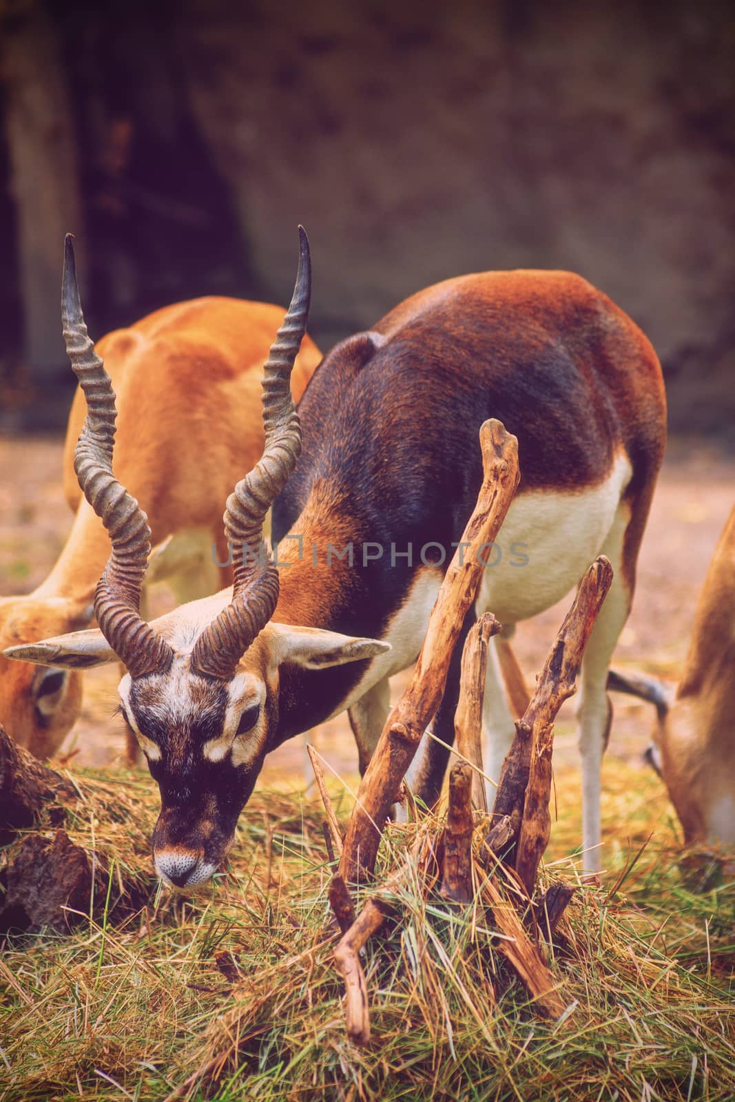 Beautiful blackbuck eating grass by Mendelex