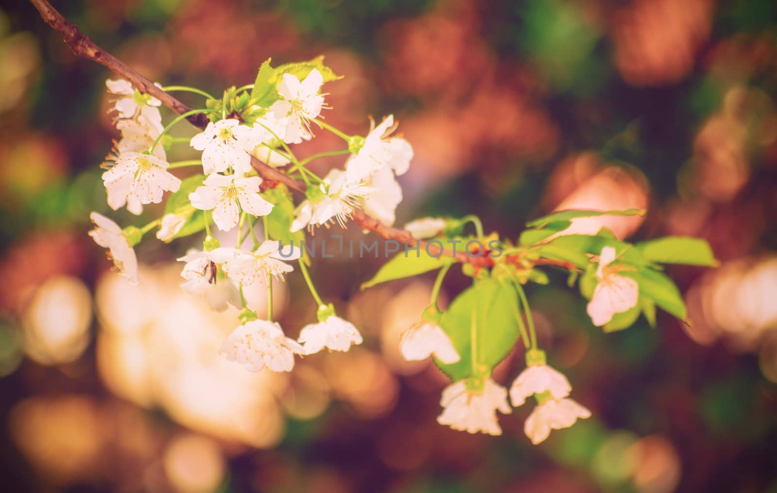 Close up of a blooming wild cherry (Prunus avium) tree with little white petals. Magical bokeh close up of a blooming sweet cherry tree in spring. Springtime concept.