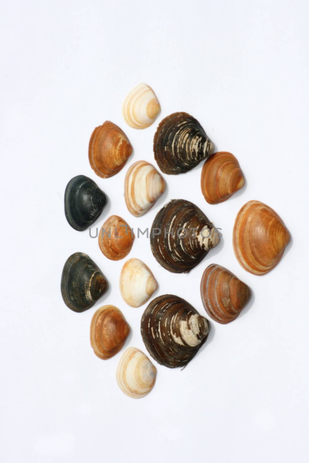 shells by hadot