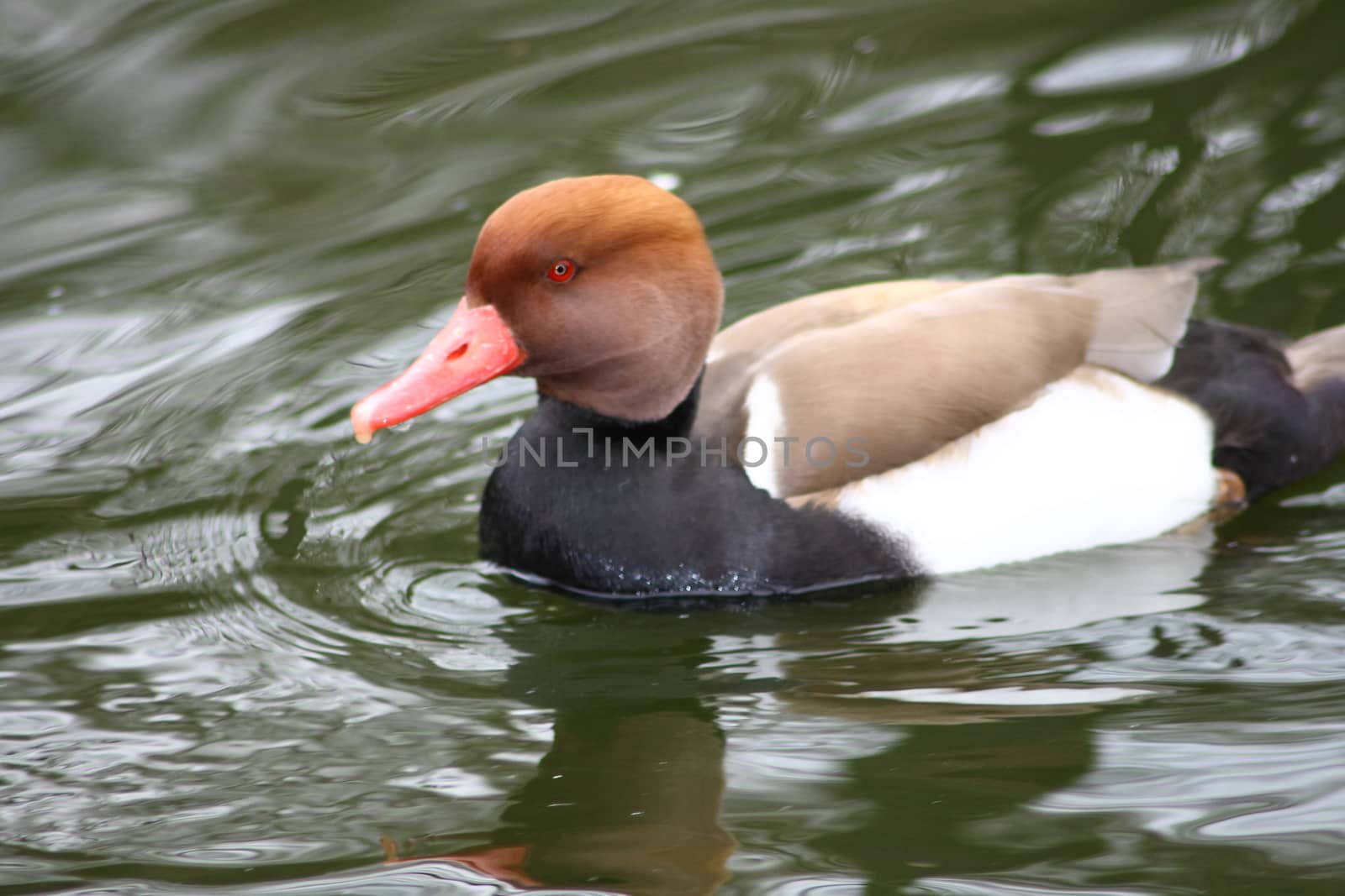 Red-crested Pochard (Netta rufina) by hadot