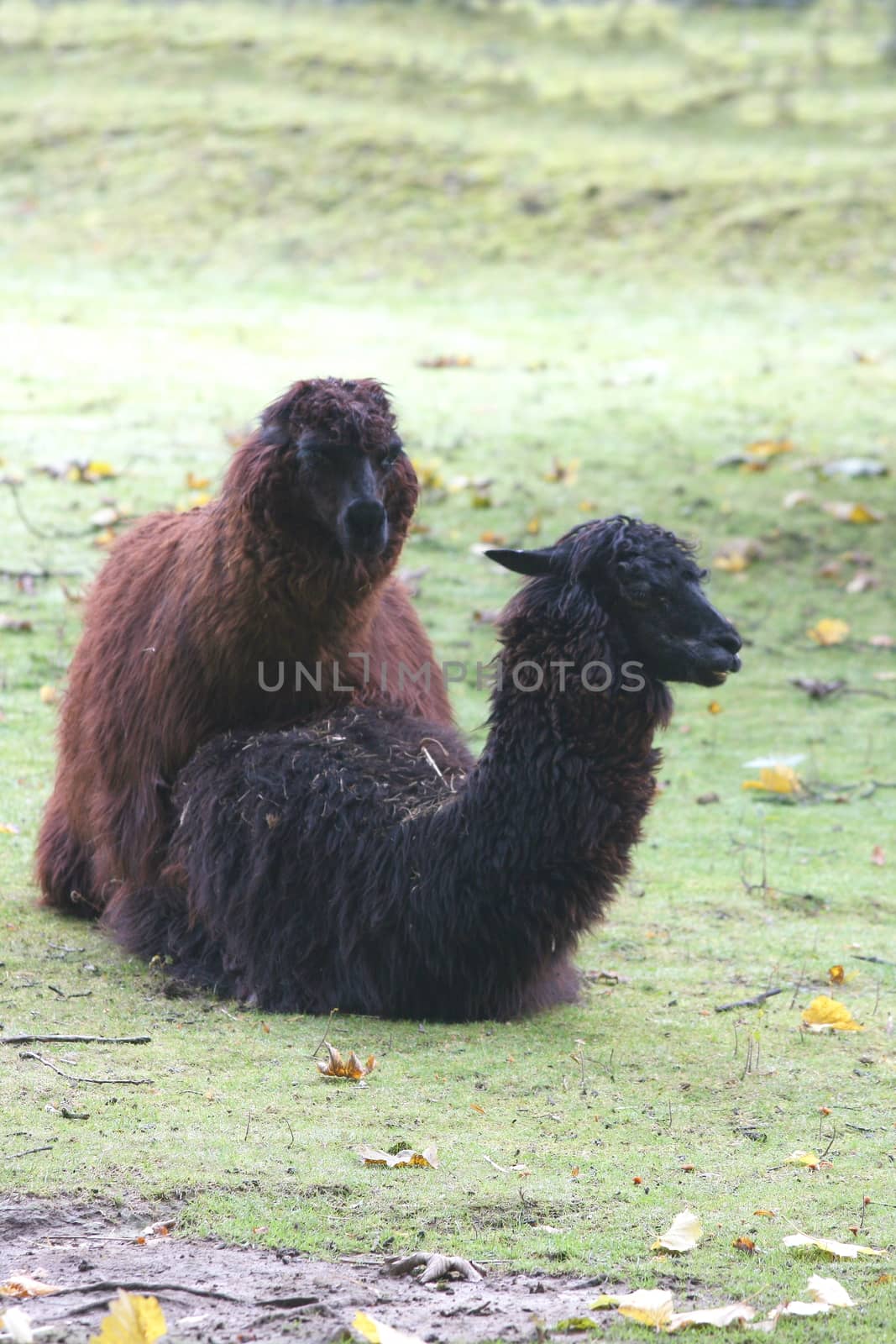 two alpaca (Lama pacos) mating