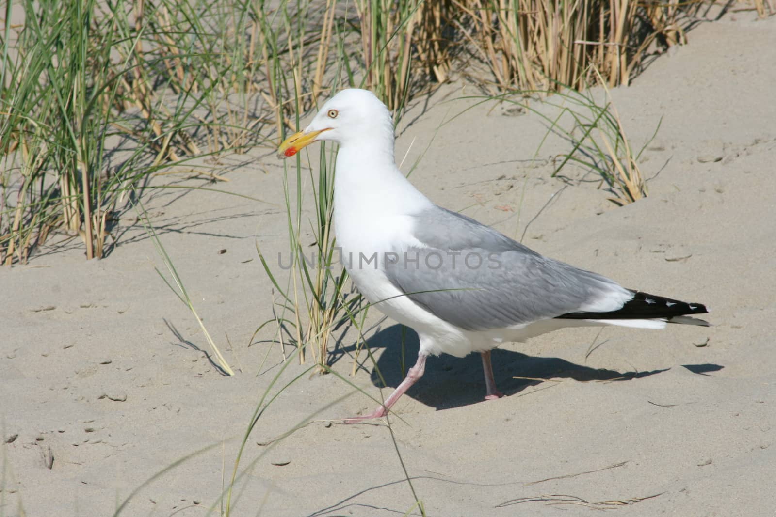 Close-up of a gull sitting on the sand